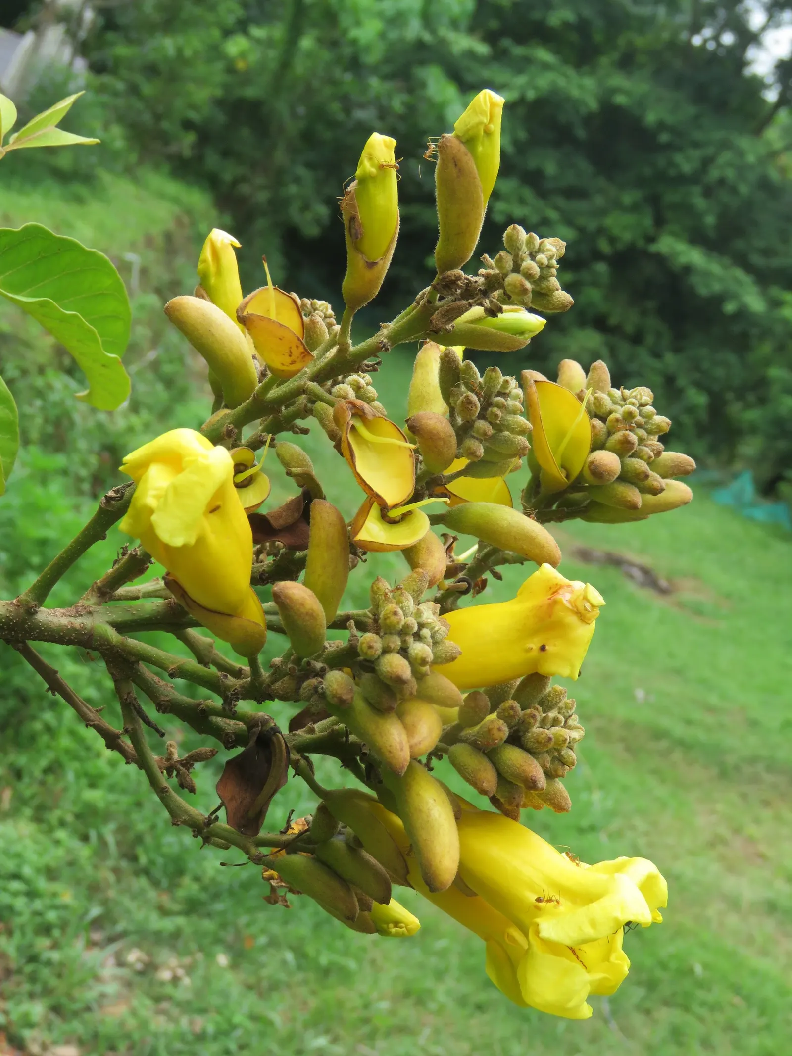 Yellow Bell Bean Tree (Markhamia Lutea) — tree for full