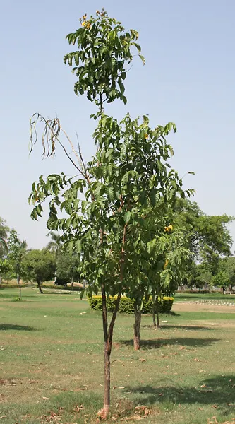 Yellow Bell Bean Tree (Markhamia Lutea) — tree with yellow blooms