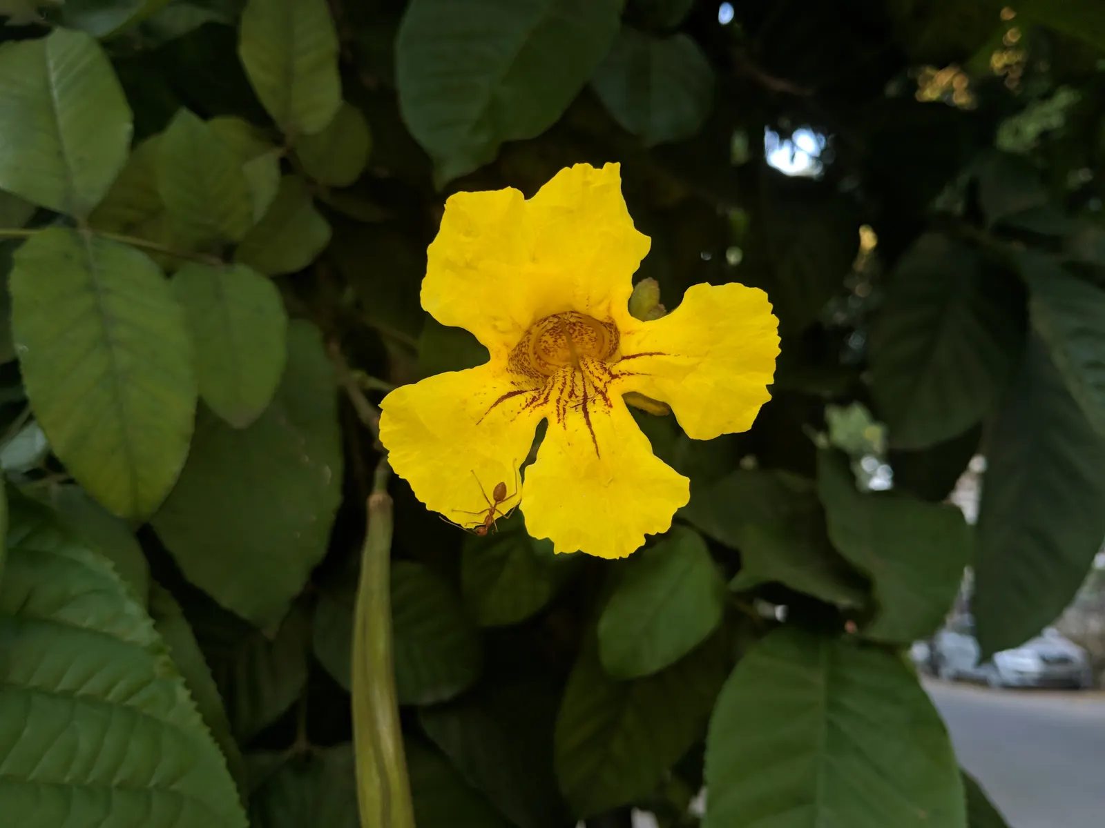 Yellow Bell Bean Tree (Markhamia Lutea) — With its moderate growth rate and low maintenance needs