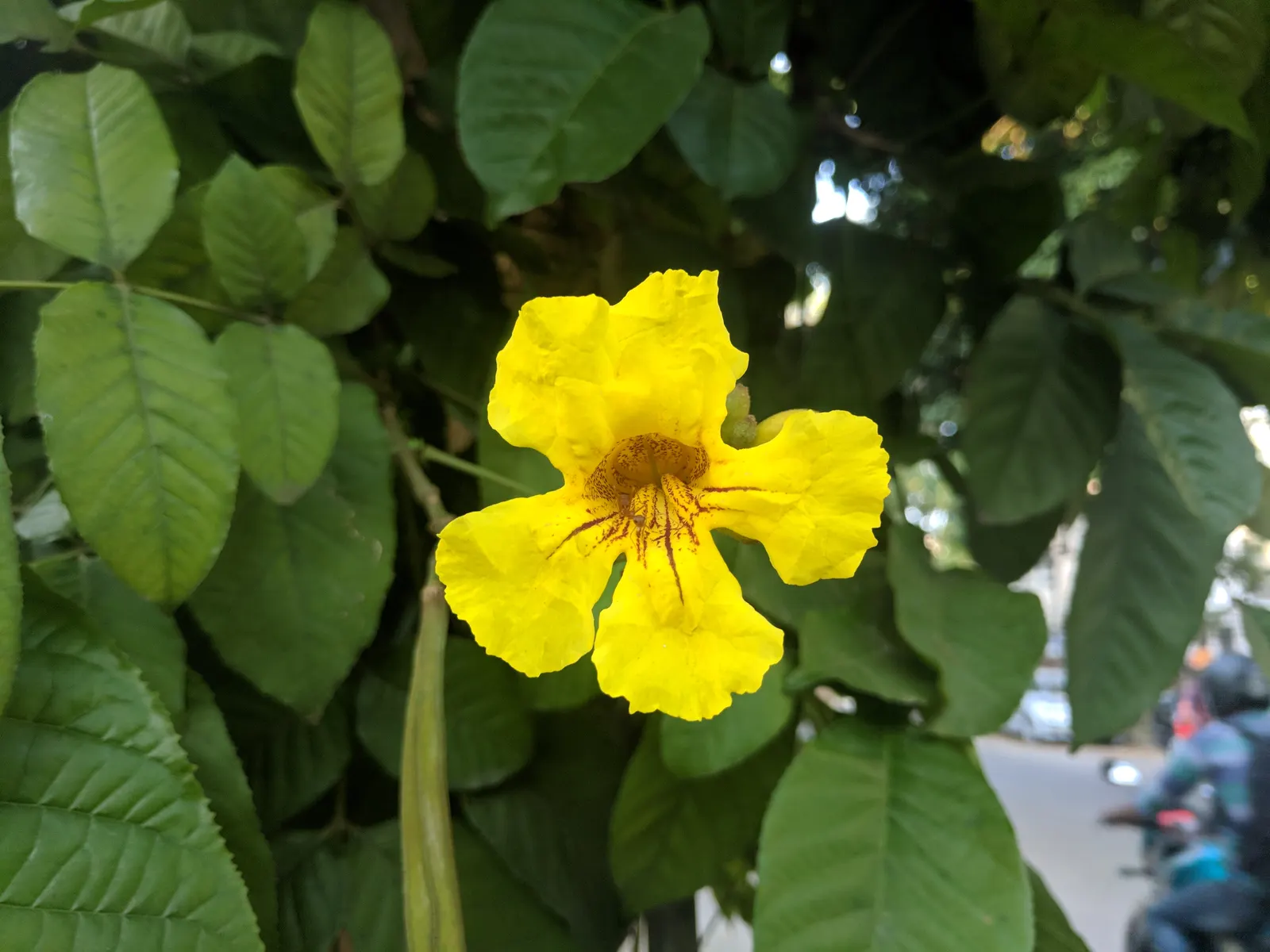 Yellow Bell Bean Tree (Markhamia Lutea) — the tree produces slender