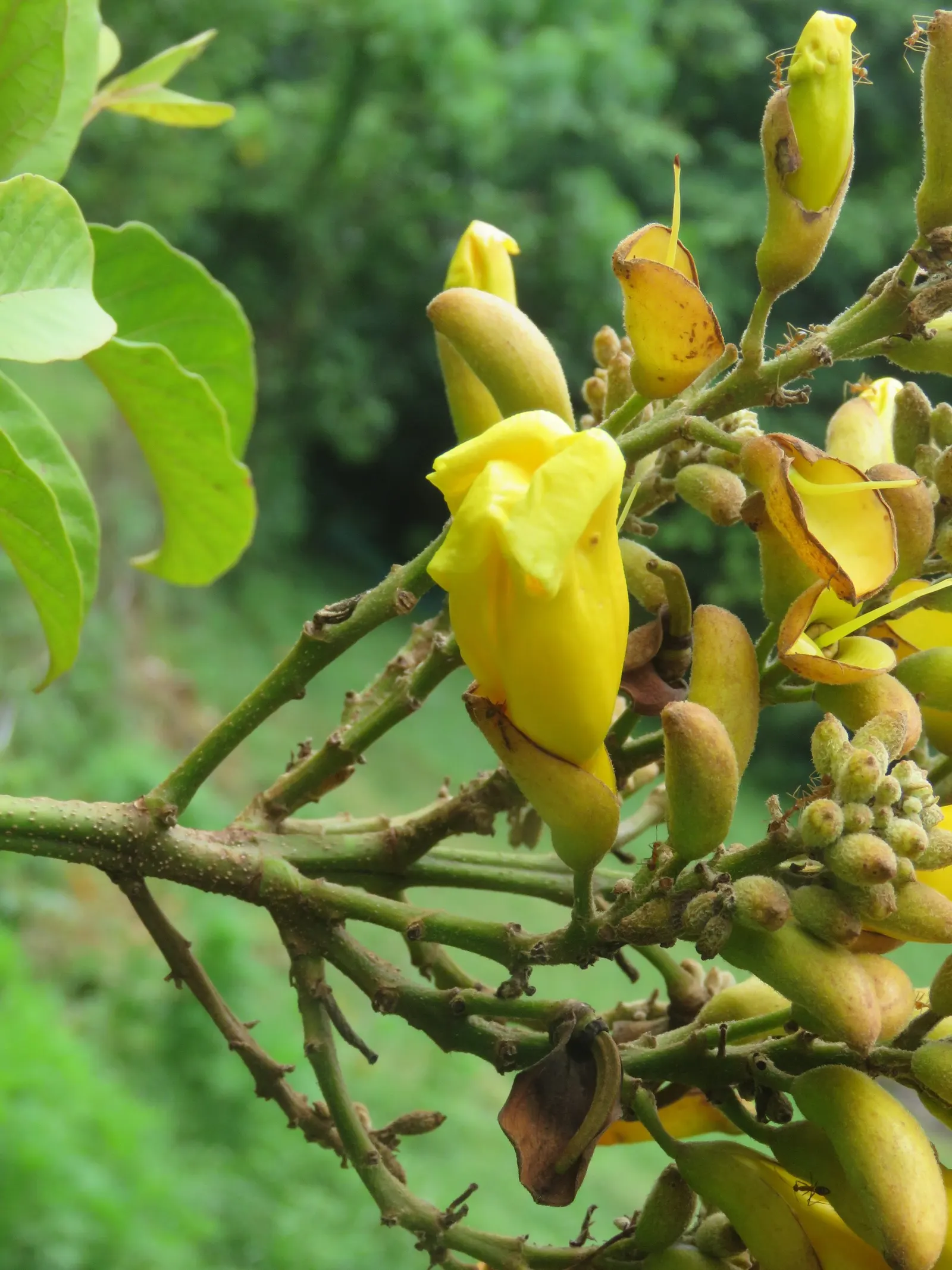 Yellow Bell Bean Tree (Markhamia Lutea) — to maintain its lush appearance; it requires minimal pruning, mainly to remove any dead or broken branches and to