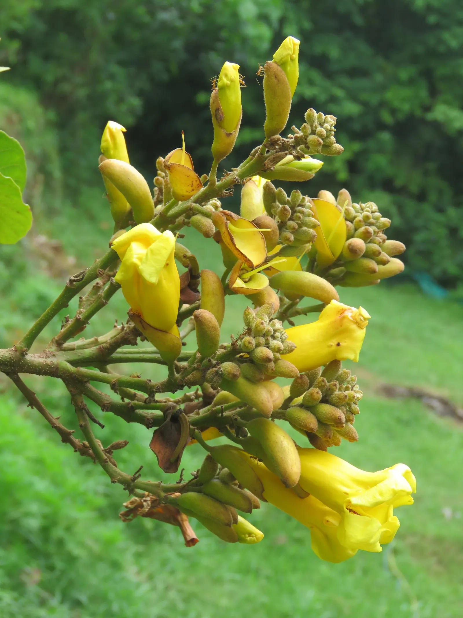 Yellow Bell Bean Tree (Markhamia Lutea) — this tree reaches a mature height of approximately 20 to 40 feet with a canopy spread of 15 to 30 feet