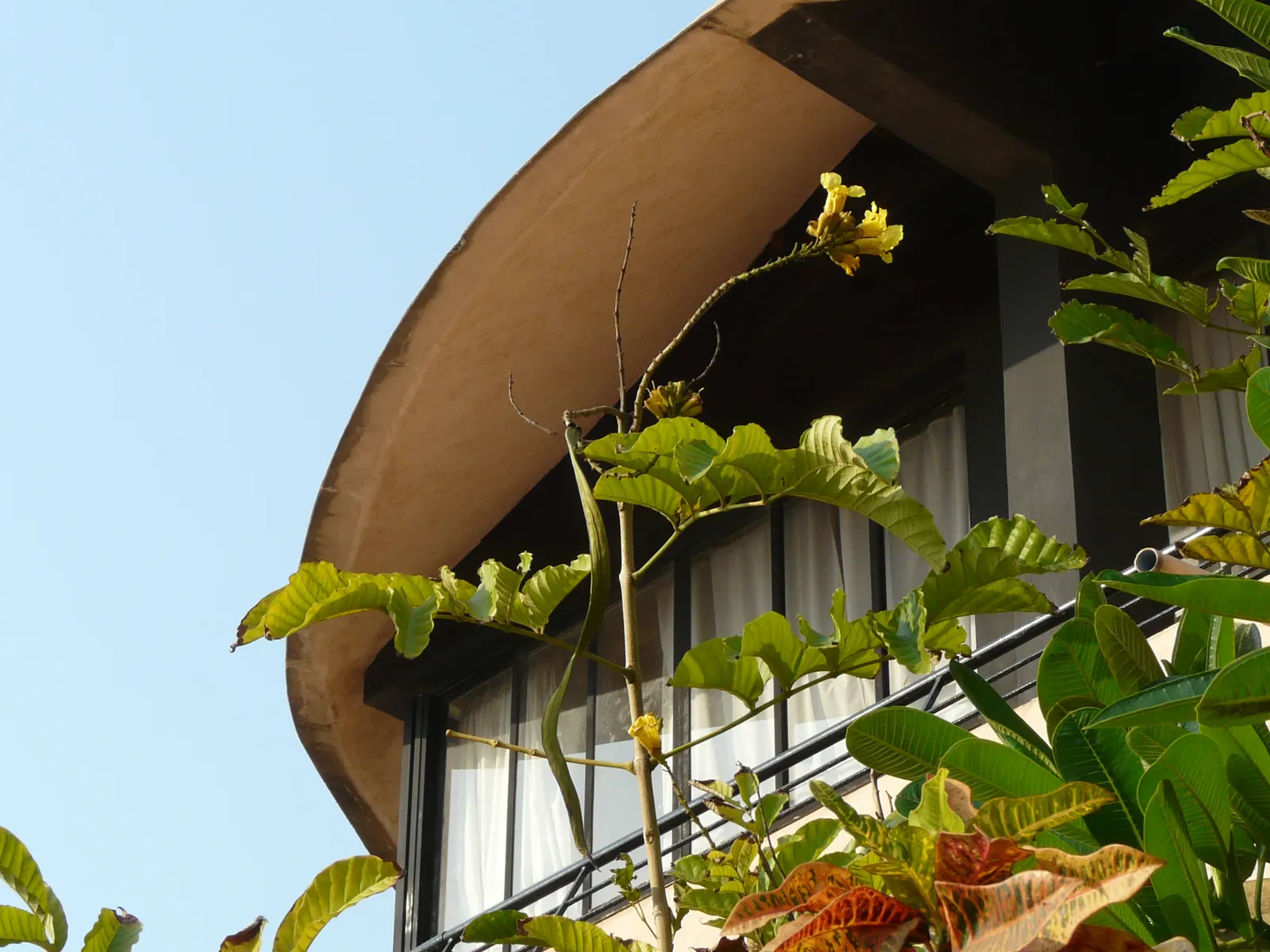 Yellow Bell Bean Tree (Markhamia Lutea) — It flourishes in well-drained soils and benefits from a regular watering schedule; creating a well-proportioned