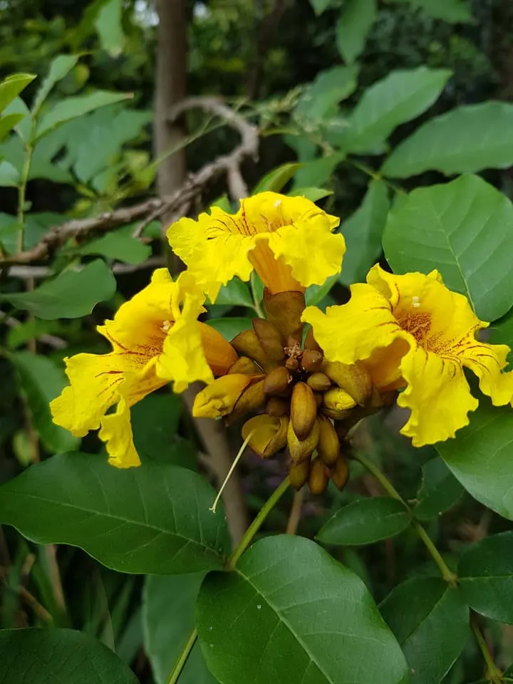 Yellow Bell Bean Tree (Markhamia Lutea) — It requires minimal pruning, mainly to remove any dead or broken branches and to maintain shape