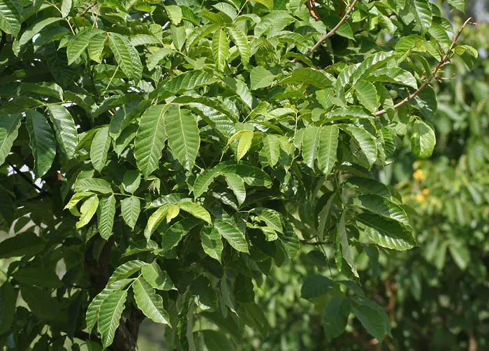 Yellow Bell Bean Tree (Markhamia Lutea) — Hardy in USDA zones 10-11; particularly during dry spells