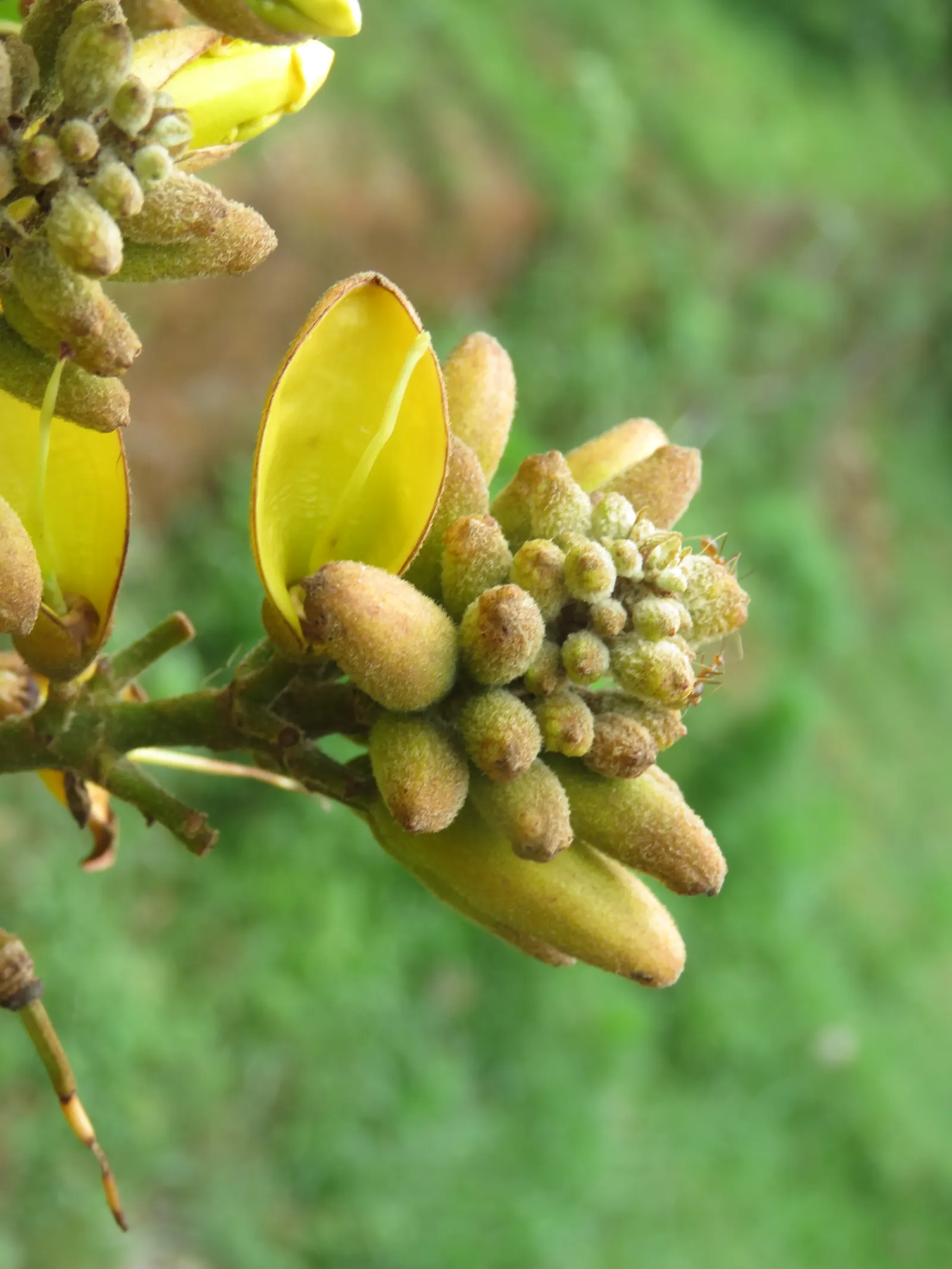Yellow Bell Bean Tree (Markhamia Lutea) — often growing up to 3 inches in length