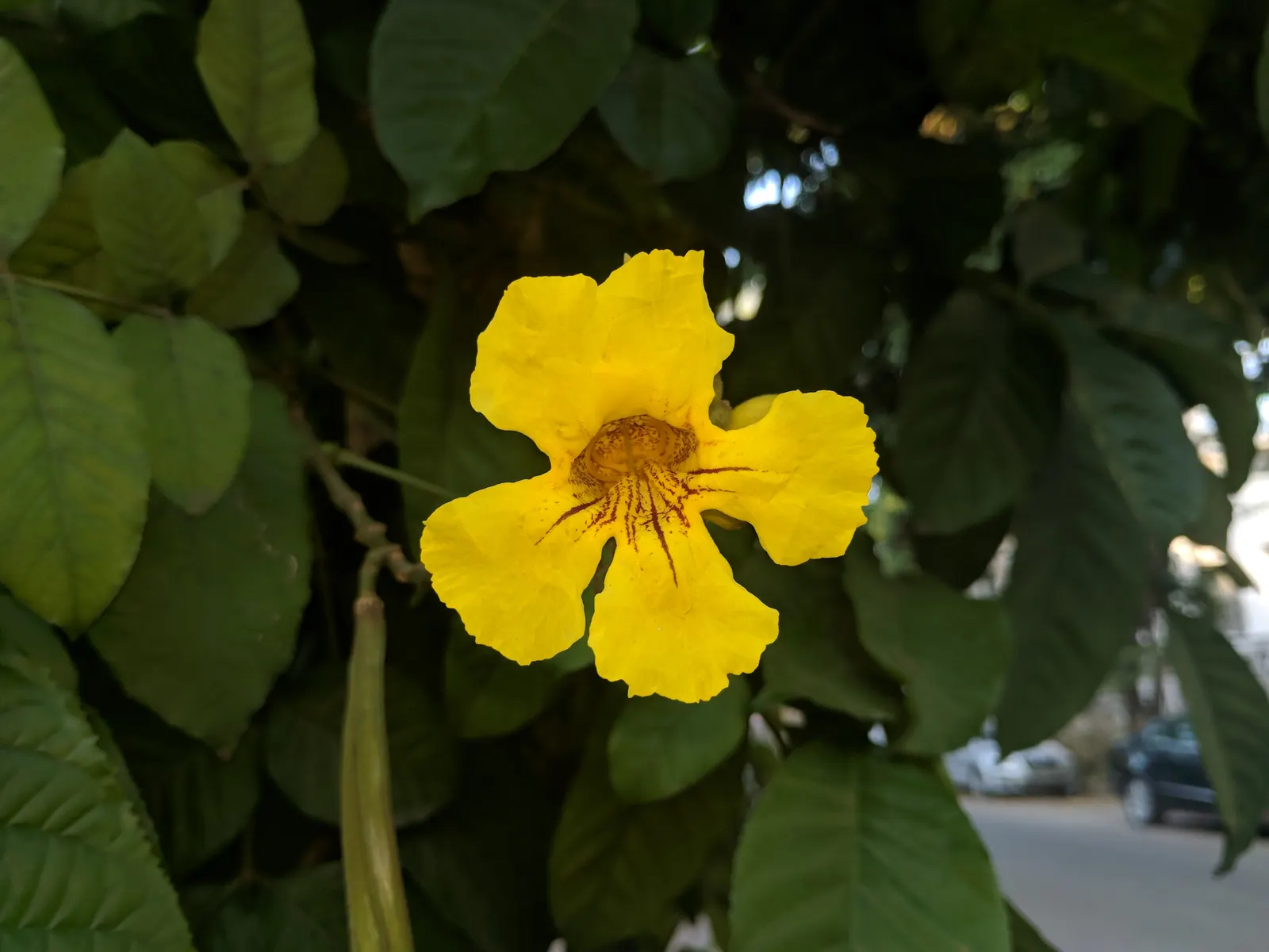 Yellow Bell Bean Tree (Markhamia Lutea) — Hardy in USDA zones 10-11