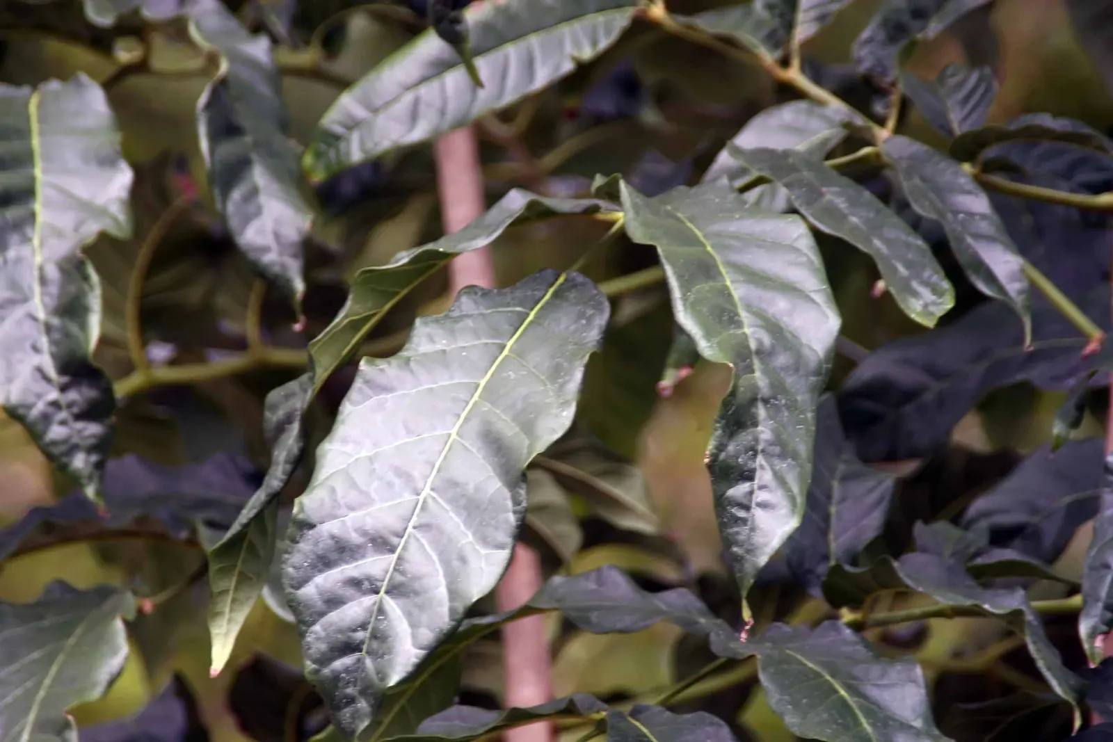 Yellow Bell Bean Tree (Markhamia Lutea) — adding a dramatic flair to any garden space