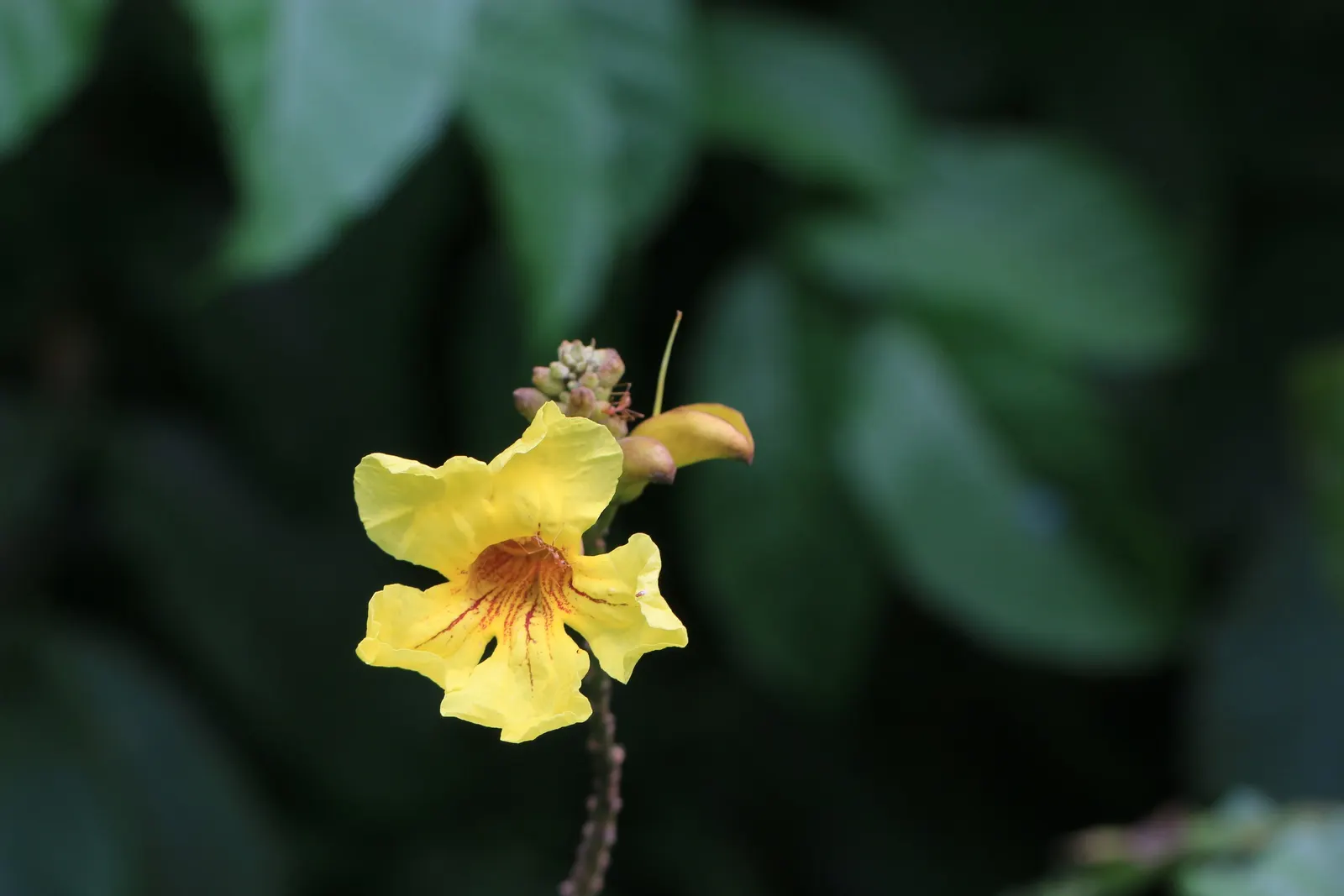 Yellow Bell Bean Tree (Markhamia Lutea) — Mature specimens reach 20-40 feet with a canopy spread of 15-30 feet