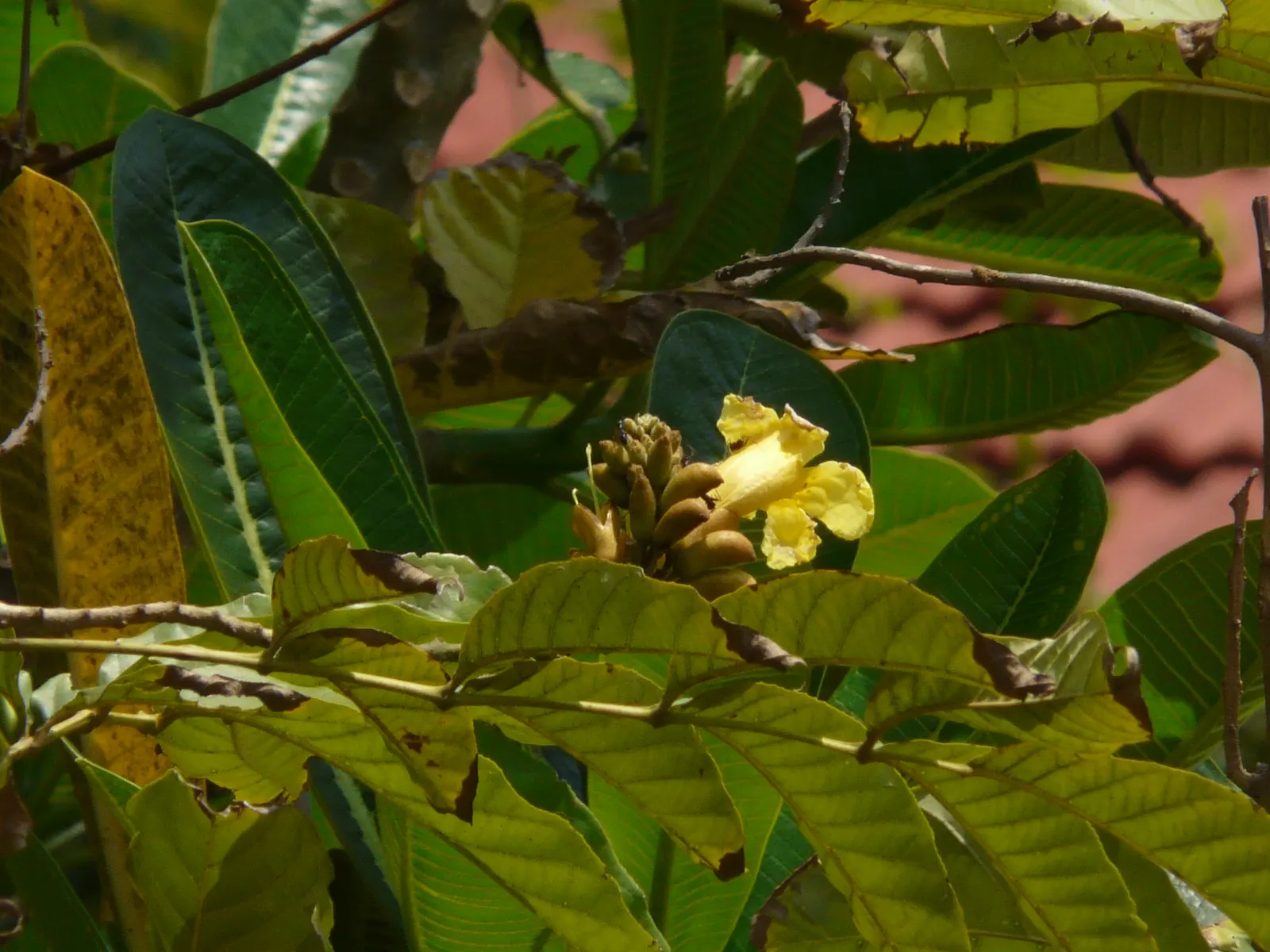 Yellow Bell Bean Tree (Markhamia Lutea) — this tree reaches a mature height of approximately 20 to 40 feet with a canopy spread of 15 to 30 feet; preferring