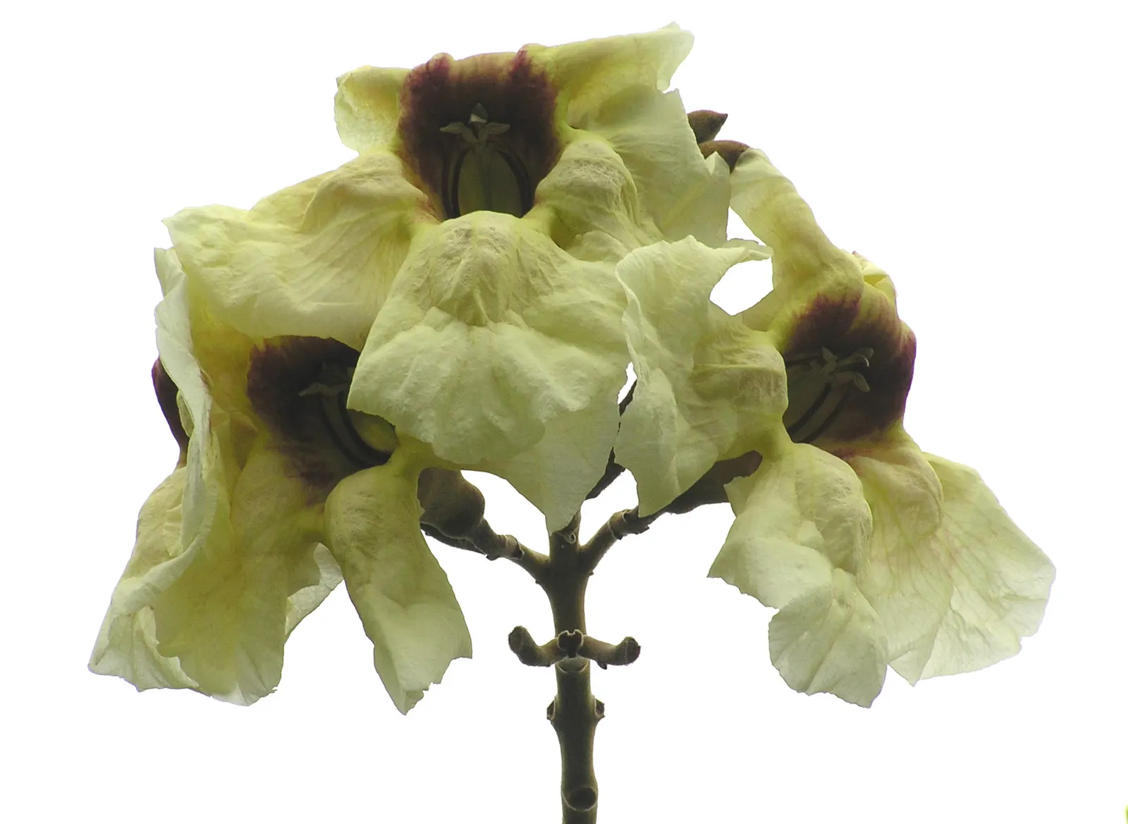 Yellow Bell Bean Tree (Markhamia Lutea) — preferring full sun to partial shade exposures; excellent as a focal point in gardens
