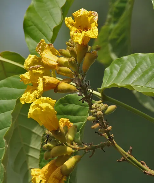 Yellow Bell Bean Tree (Markhamia Lutea) — creating a well-proportioned; are clustered in showy inflorescences