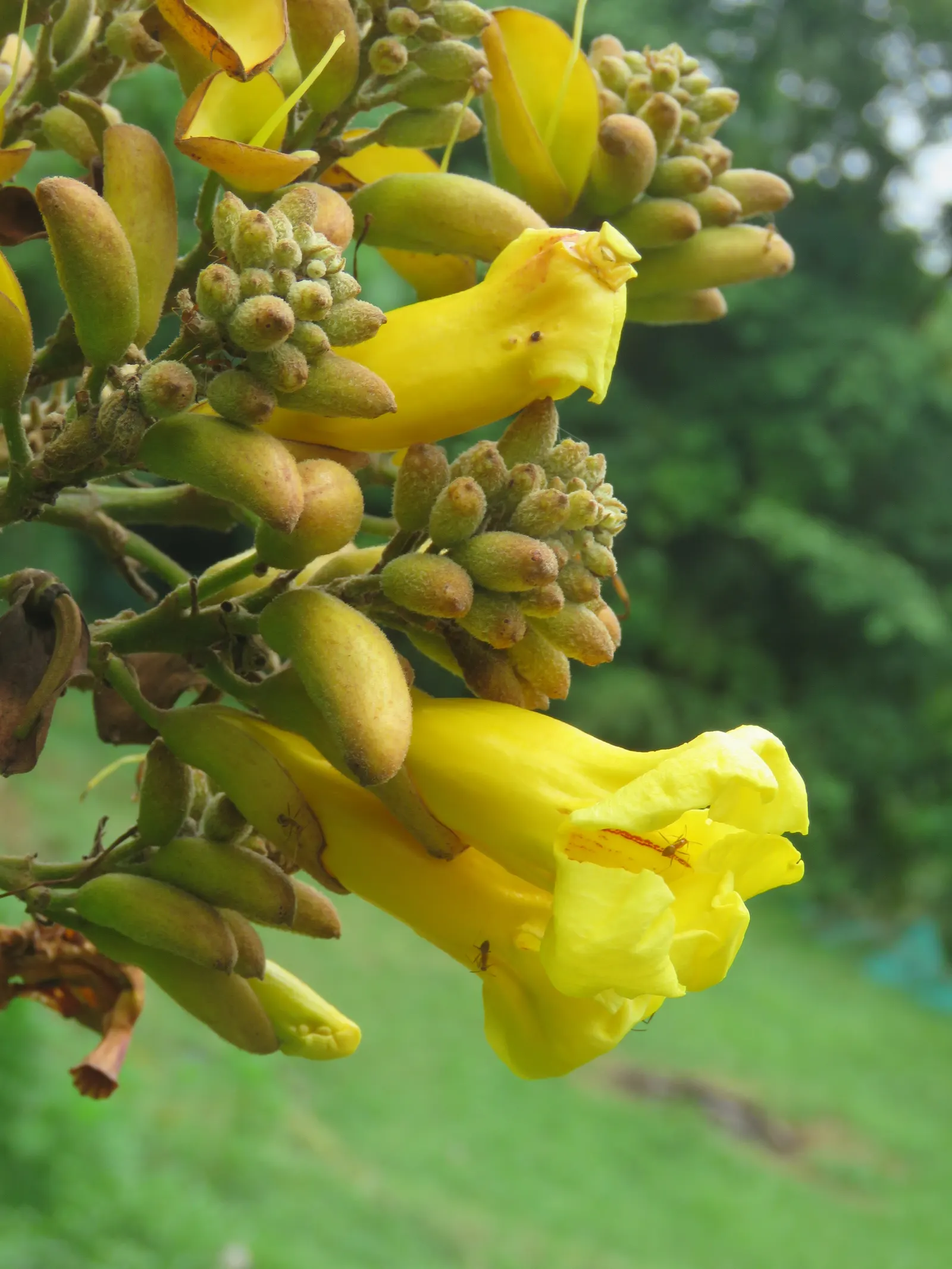 Yellow Bell Bean Tree (Markhamia Lutea) — It flourishes in well-drained soils and benefits from a regular watering schedule