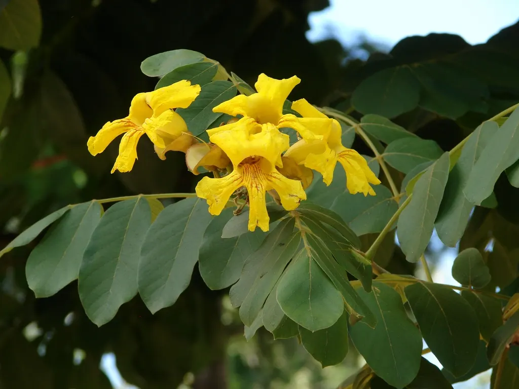 Yellow Bell Bean Tree (Markhamia Lutea) — are clustered in showy inflorescences
