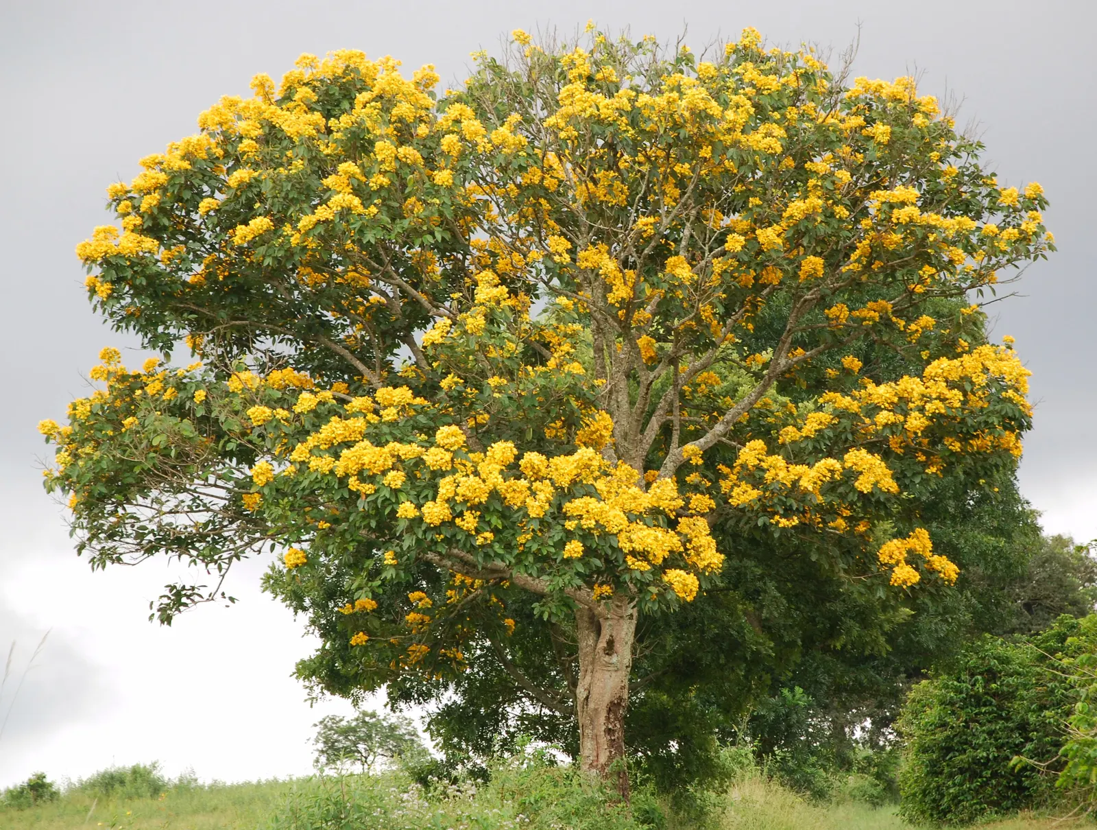 Yellow Bell Bean Tree (Markhamia Lutea) — The tree is moderately drought-tolerant once established