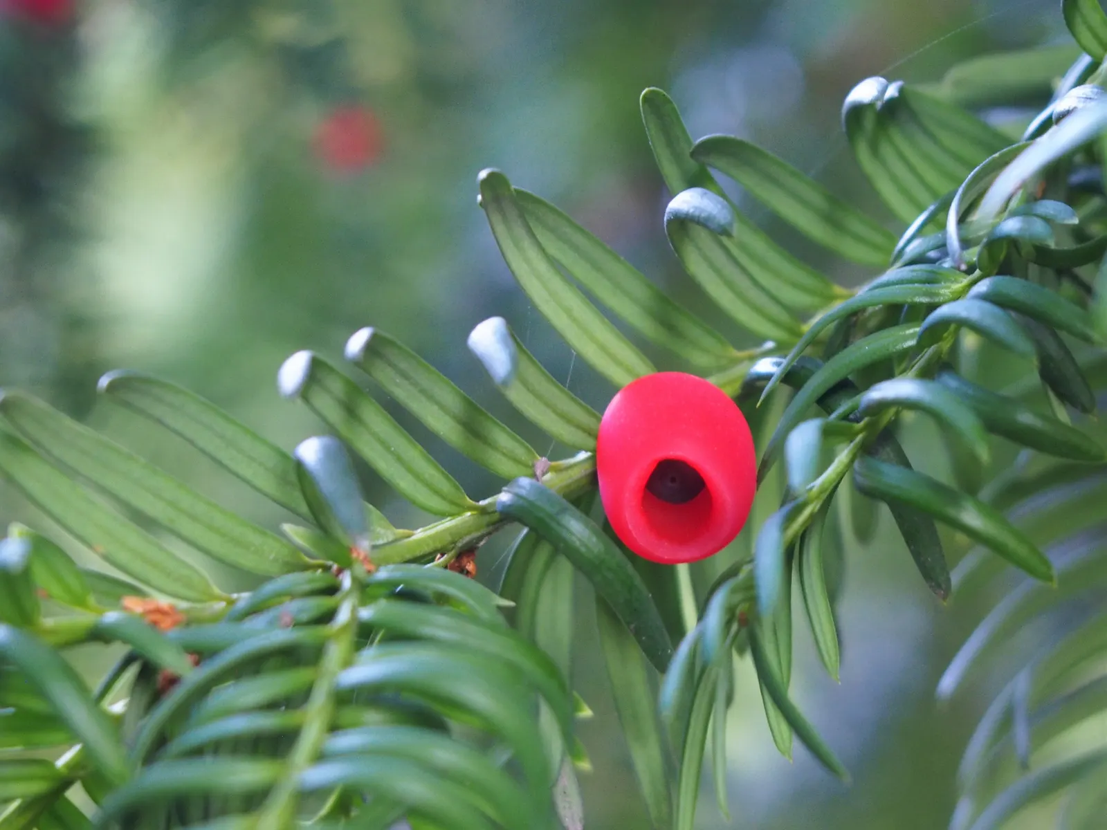 English Yew (Taxus Baccata) — revered for its longevity and versatility in landscape design