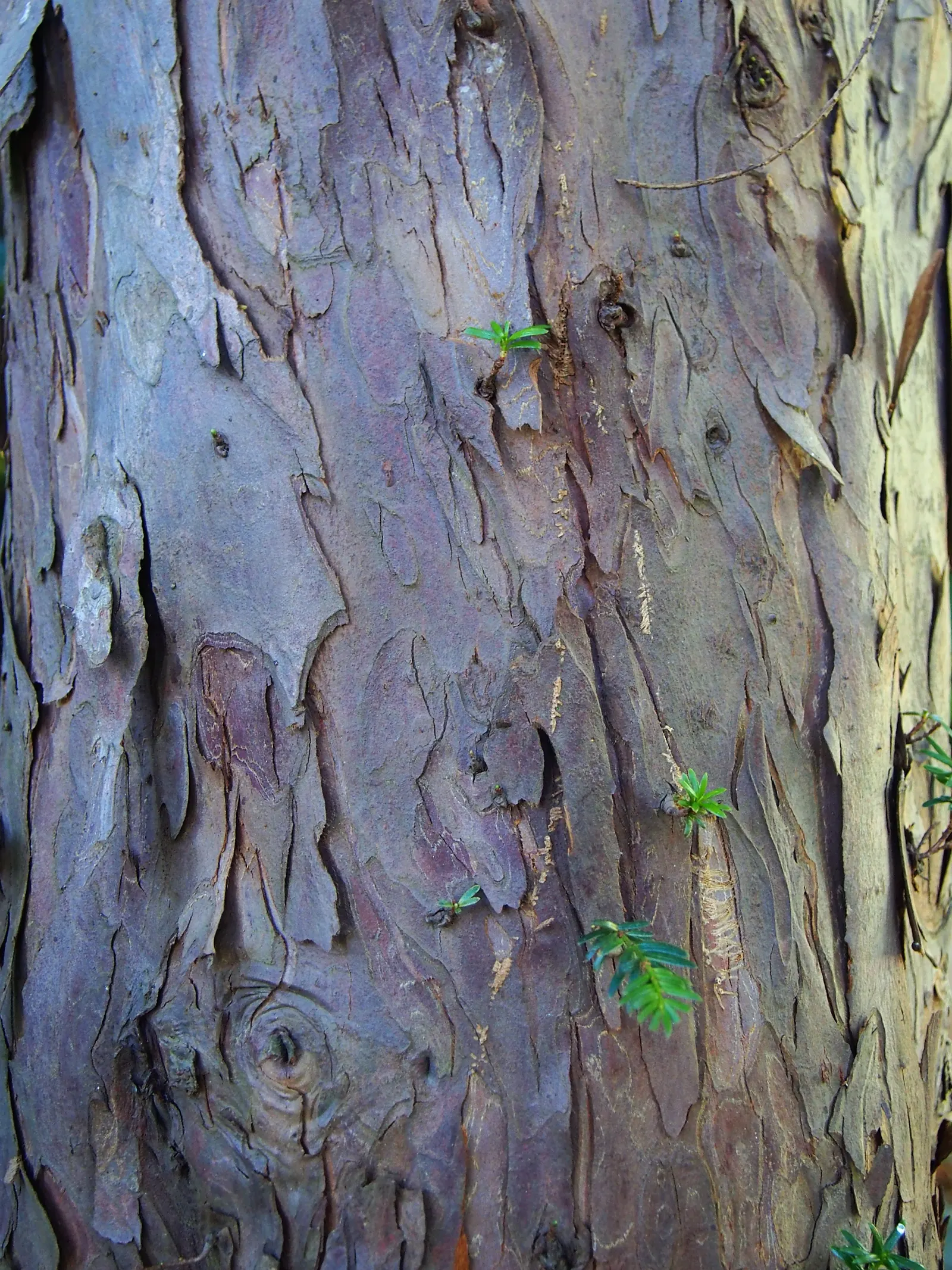English Yew (Taxus Baccata) — reaching up to 50 feet tall and 20 feet wide