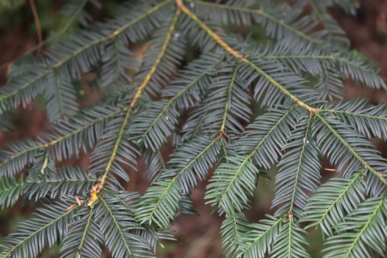 English Yew (Taxus Baccata) — Note: All parts, except the berry flesh, are toxic; handle with care
