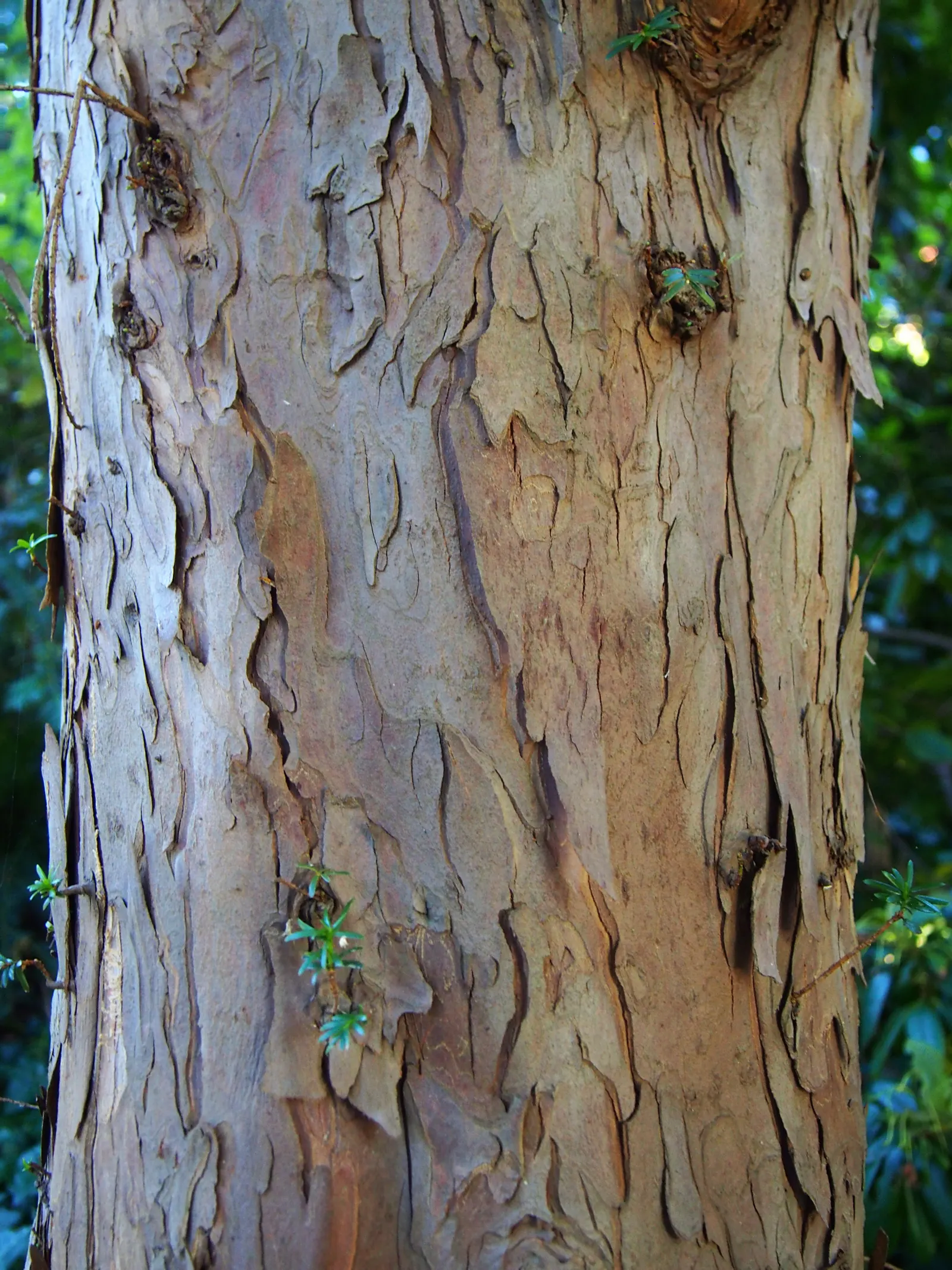 English Yew (Taxus Baccata) — The English Yew (Taxus baccata) is an evergreen with a dense