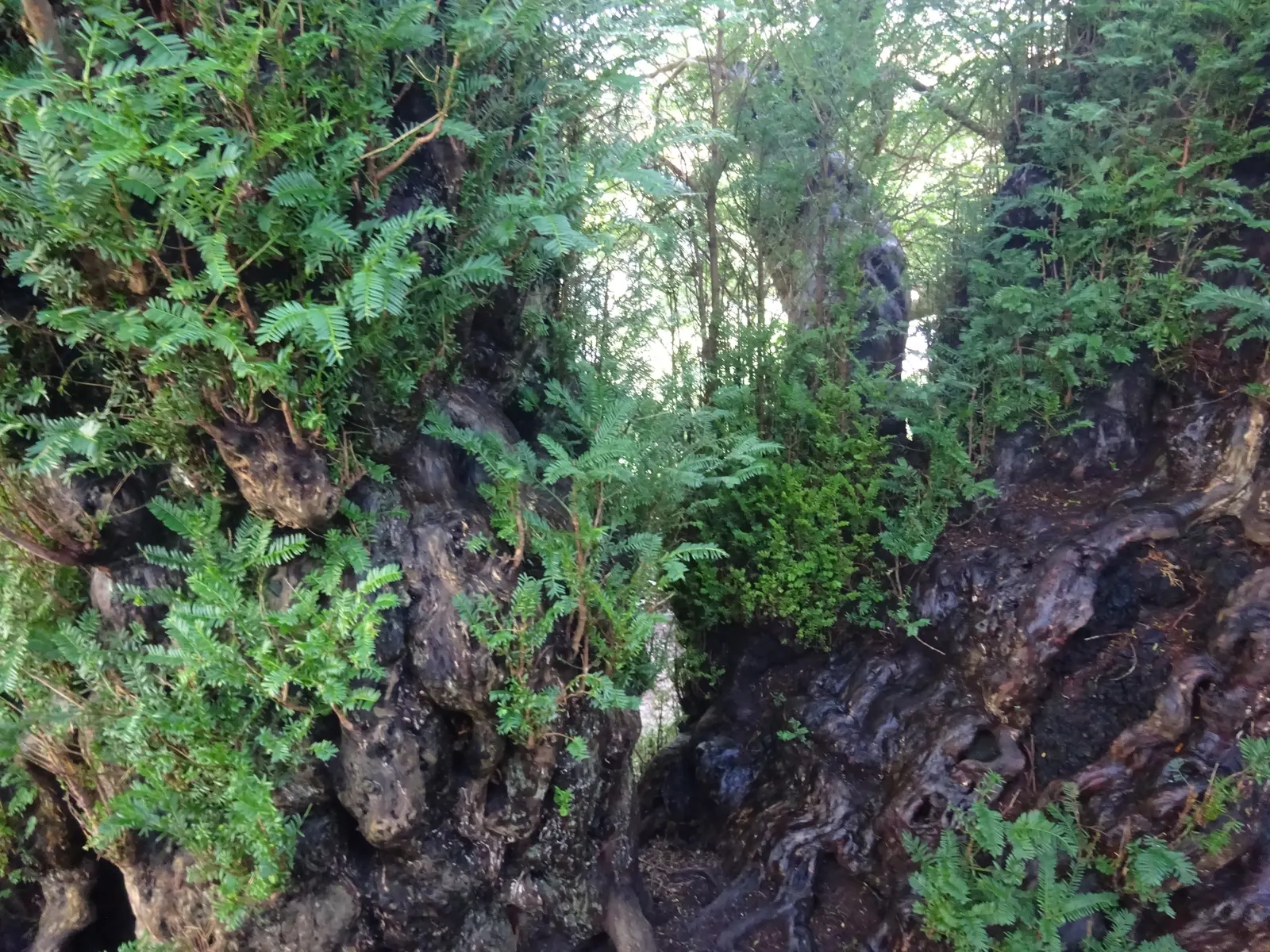 English Yew (Taxus Baccata) — remain lustrous throughout the year