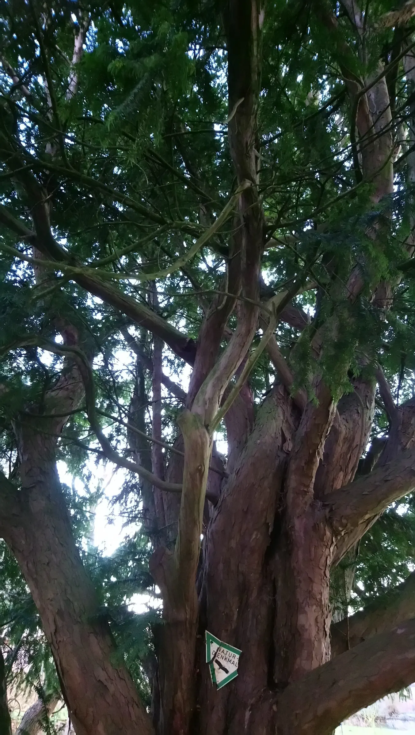 English Yew (Taxus Baccata) — Hardy in USDA zones 6-7, it thrives in well-drained soil and tolerates shade