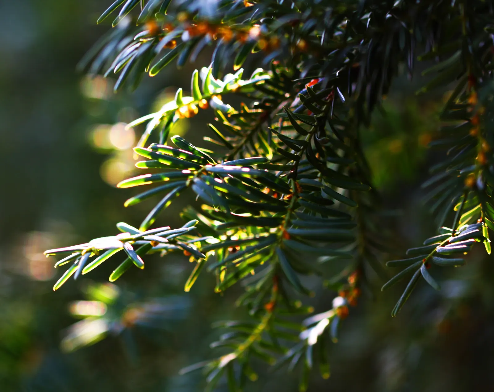 English Yew (Taxus Baccata) — about 1 to 1.5 inches long