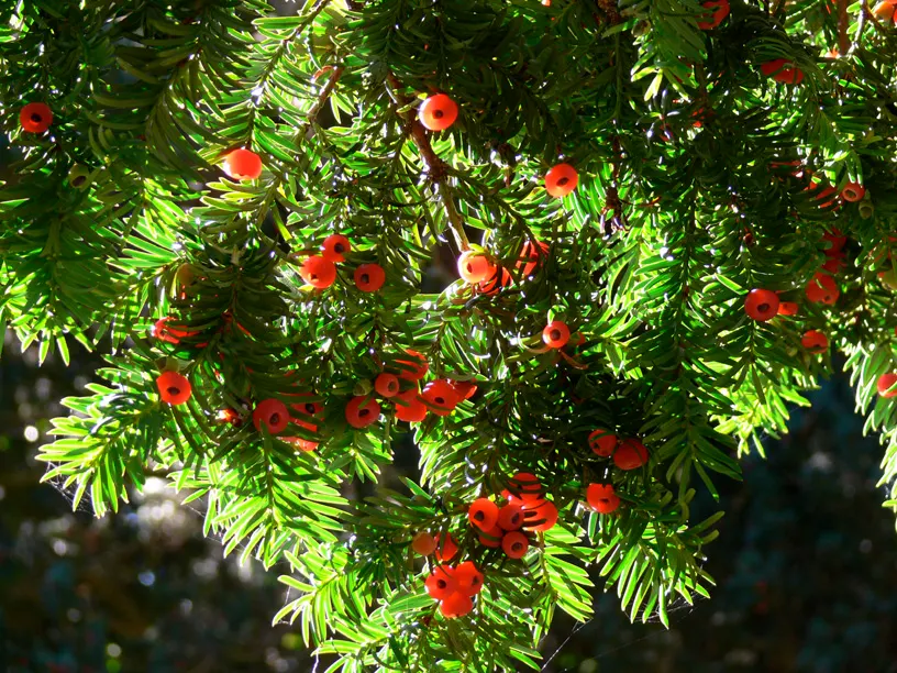 English Yew (Taxus Baccata) — It sports dark green needles and red, cup-shaped berries