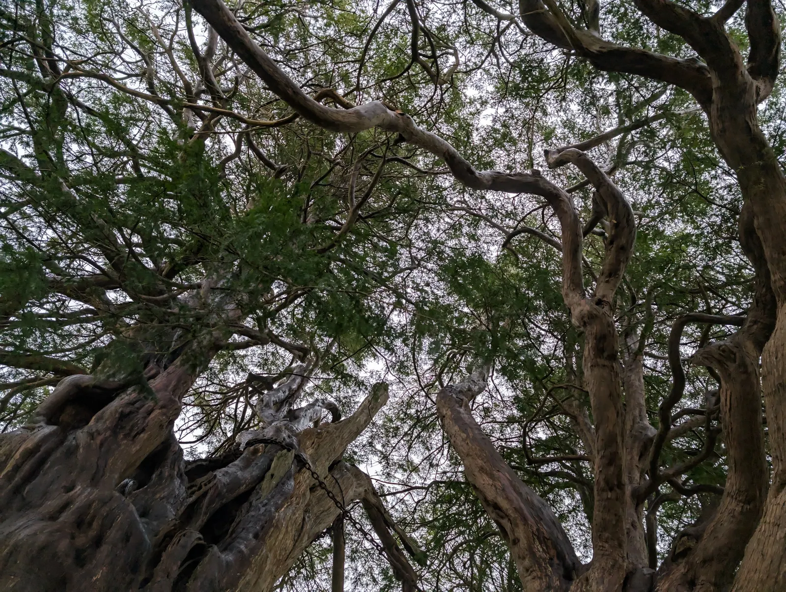 English Yew (Taxus Baccata) — The English Yew (Taxus baccata) stands as an iconic evergreen