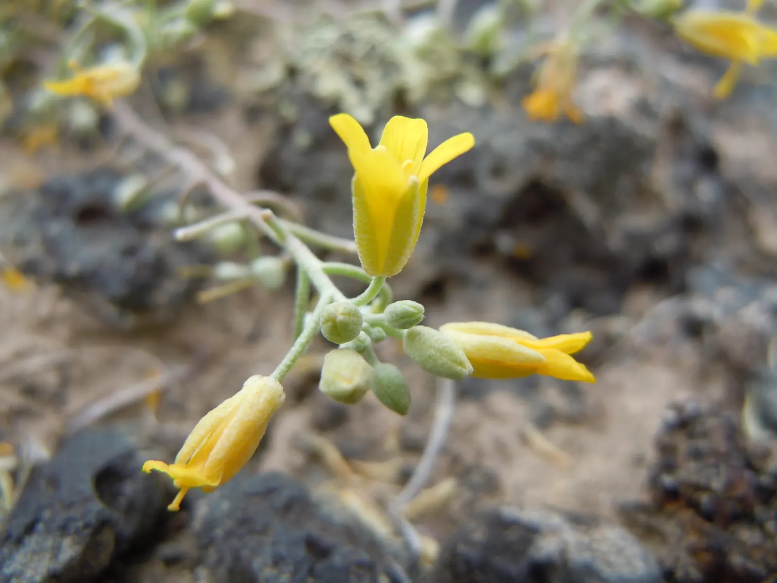 Bladderpod (Peritoma Arborea) — Peritoma arborea, commonly known as Bladderpod, is a perennial shrub thriving in USDA zones 7-10; its resilient, image 96