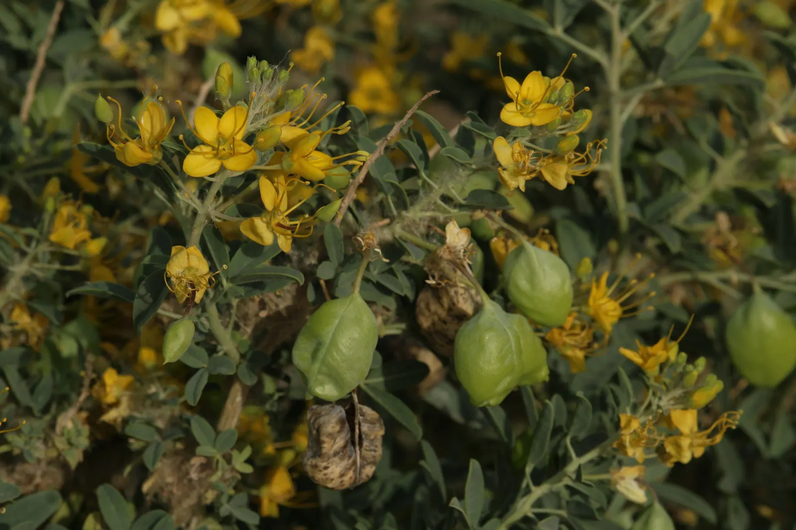 Bladderpod (Peritoma Arborea) — This drought-tolerant plant stands out for its ability to adapt to hot and dry conditions; the Bladderpod presents, image 102