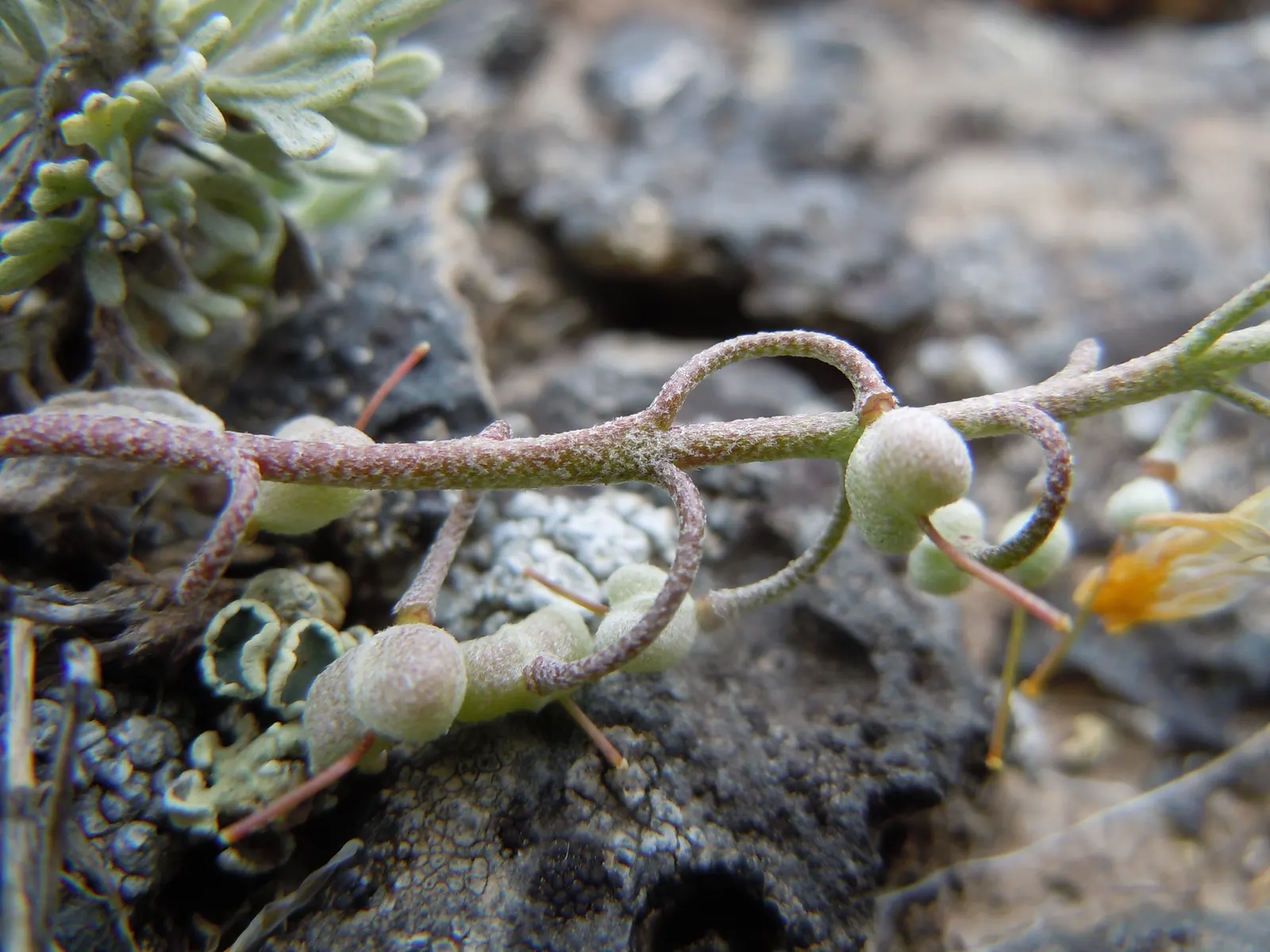 Bladderpod (Peritoma Arborea) — With the ability to survive in poor soil conditions and its minimal maintenance requirements; which not only, image 92