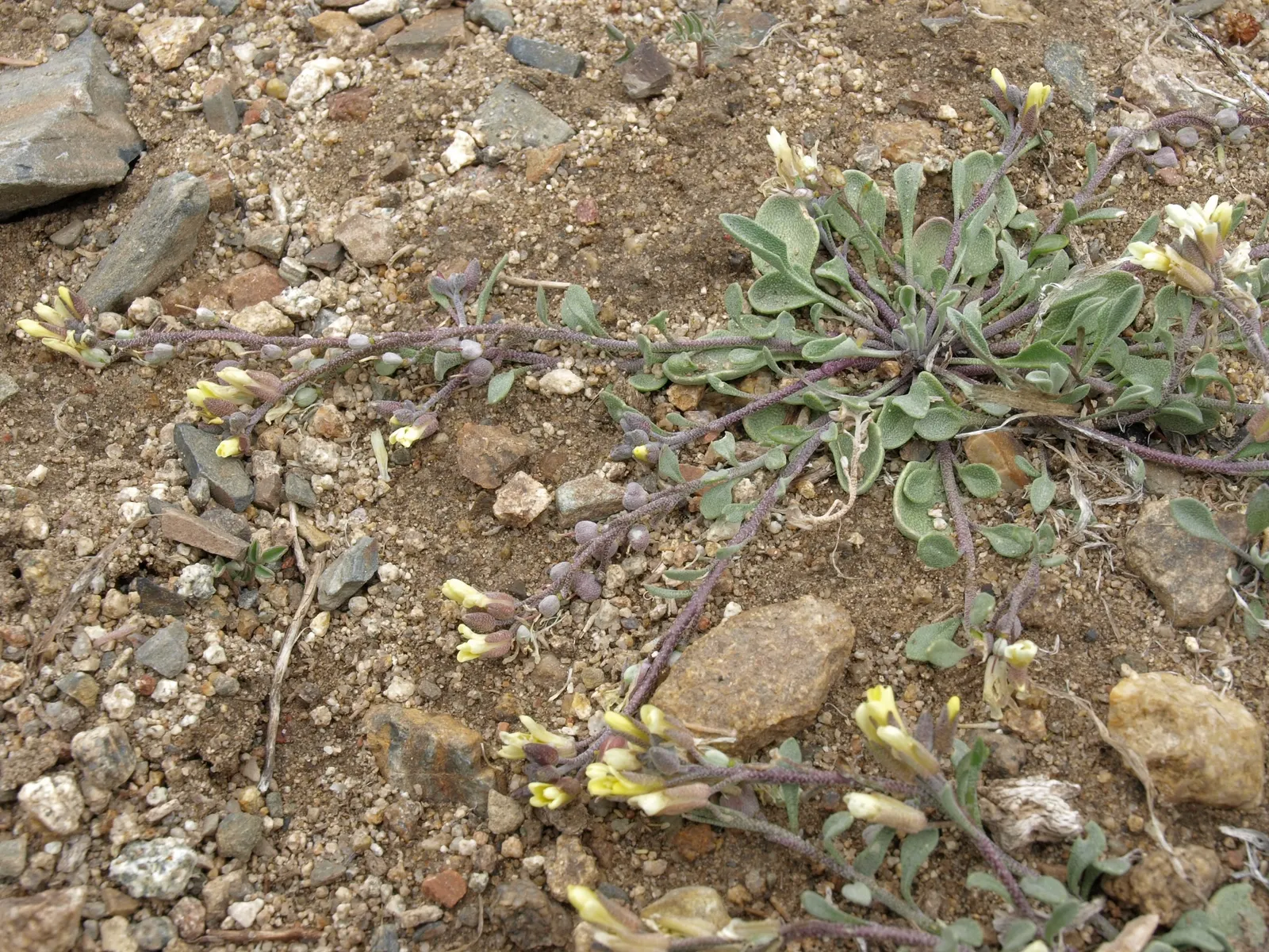 Bladderpod (Peritoma Arborea) — It grows up to 6 feet tall and 4 feet wide, flourishing in full sun to part shade; the plant's signature feature is, image 116