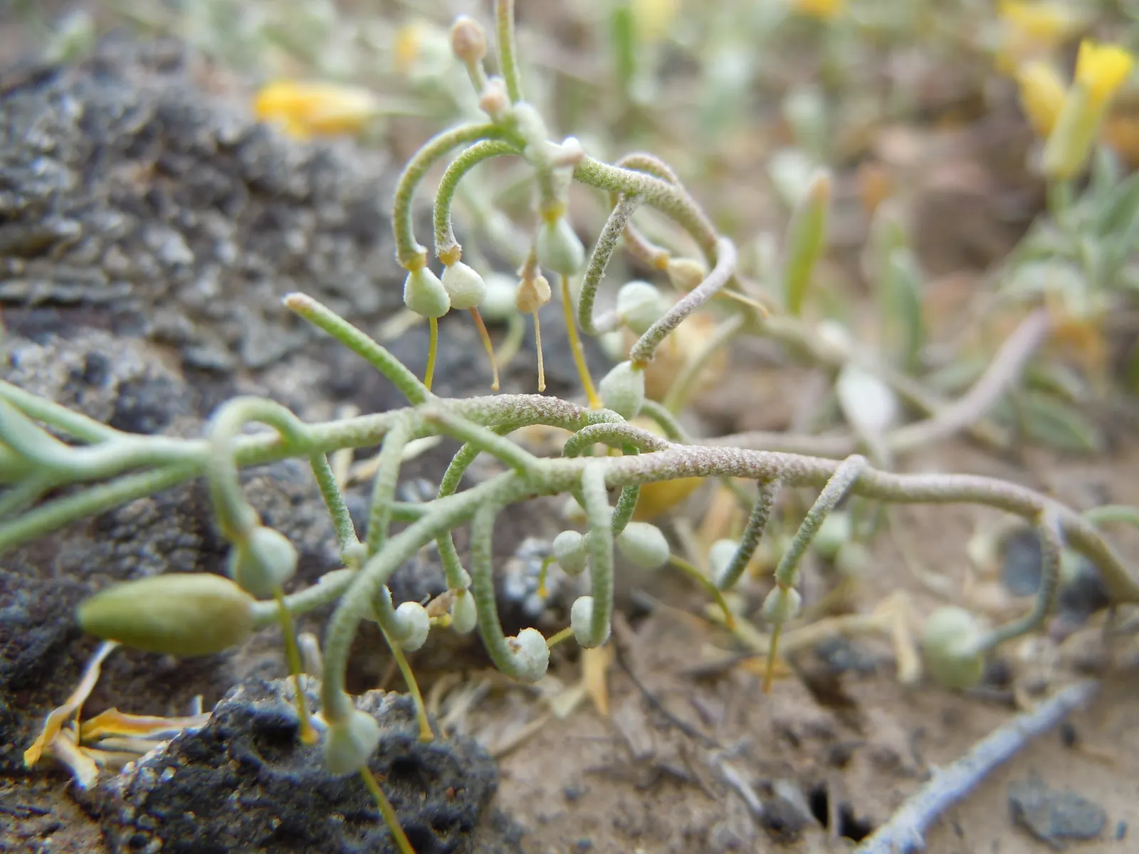 Bladderpod (Peritoma Arborea) — scientifically known as Peritoma arborea; peritoma arborea, commonly known as Bladderpod, is a perennial shrub, image 82