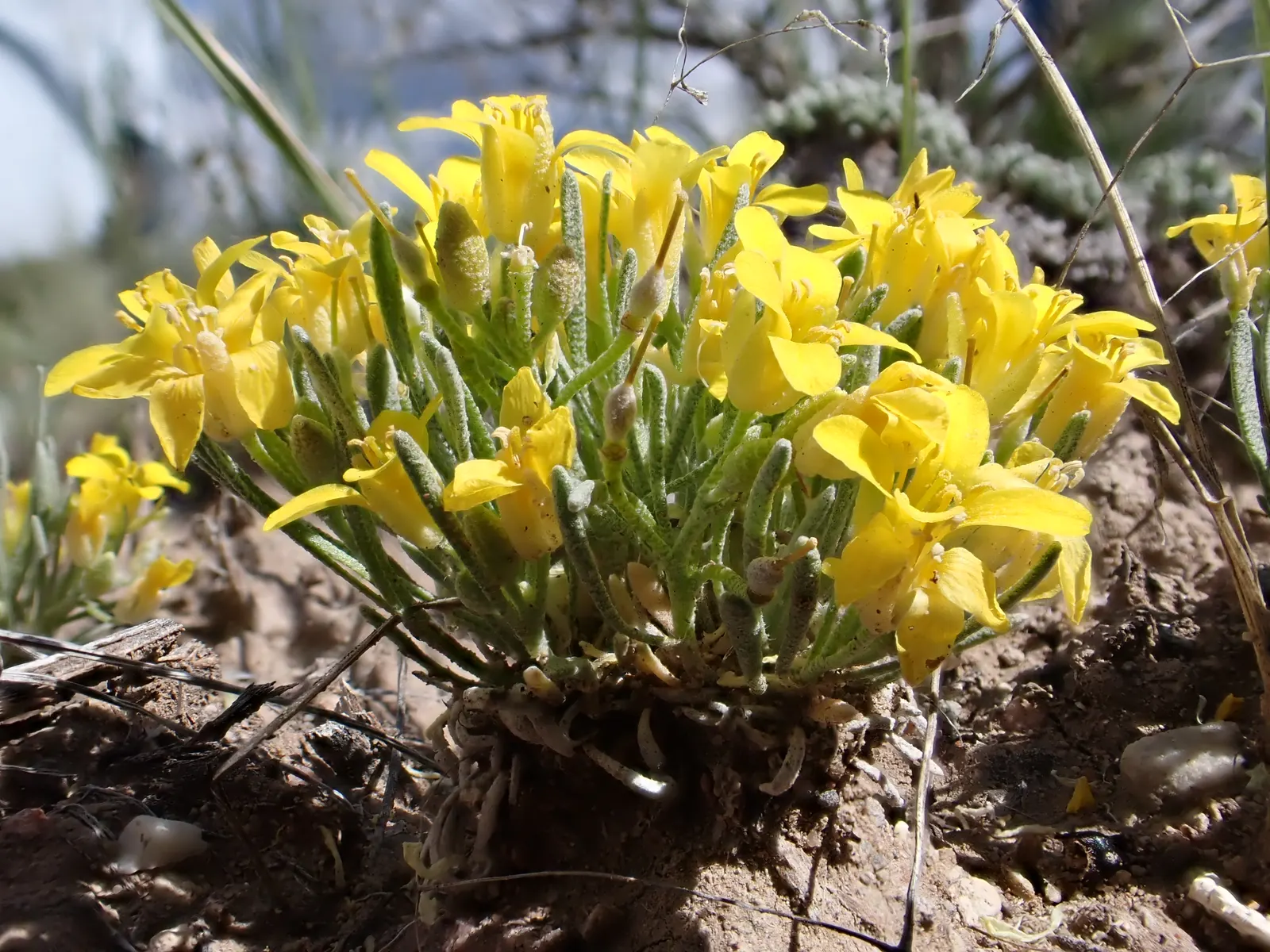 Bladderpod (Peritoma Arborea) — Deer resistance adds to its landscape appeal; yet attractive four-petaled yellow flowers about an inch across, image 81