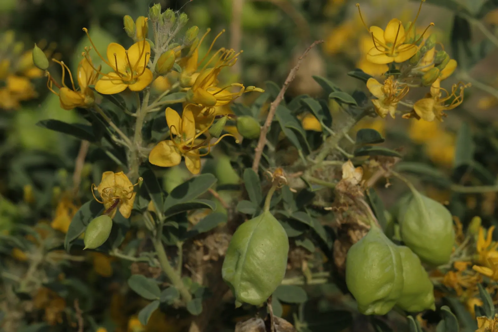 Bladderpod (Peritoma Arborea) — which not only brighten up the landscape but also attract pollinators such as bees and butterflies; shrub for full, image 109