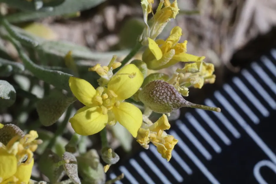 Bladderpod (Peritoma Arborea) — Known for its yellow spring flowers and distinctive inflated seed pods, it requires low water once established