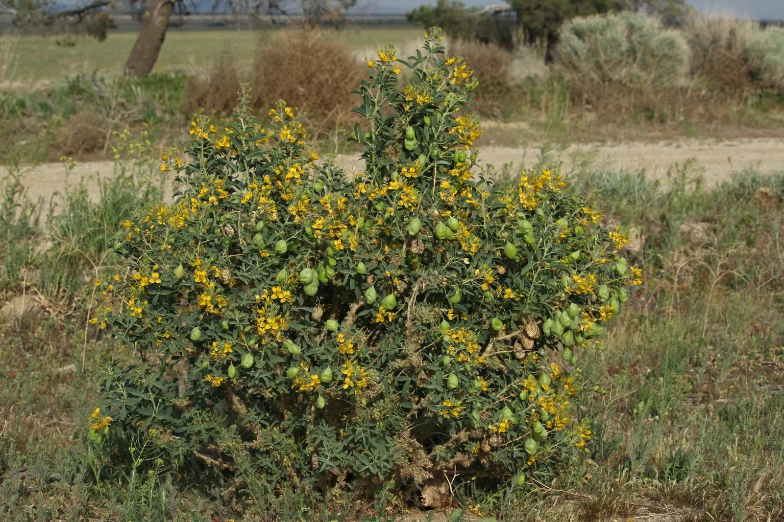 Bladderpod (Peritoma Arborea) — The plant's signature feature is its intriguing seed pods; yellow flowers in the garden, image 106