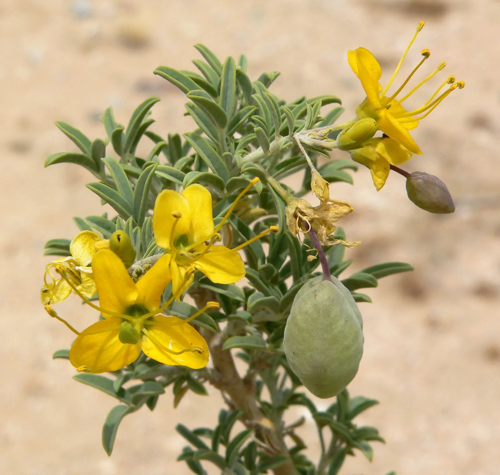 Bladderpod (Peritoma Arborea) — shrub for full; with the ability to survive in poor soil conditions and its minimal maintenance requirements, image 114
