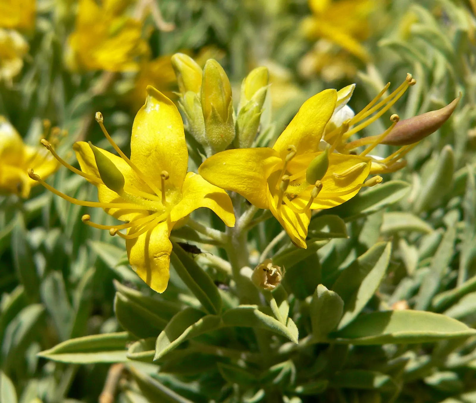 Bladderpod (Peritoma Arborea) — yellow flowers in the garden; it grows up to 6 feet tall and 4 feet wide, flourishing in full sun to part shade, image 93