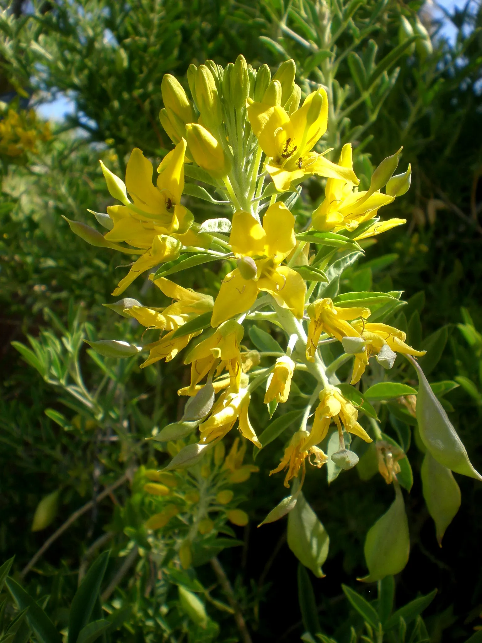 Bladderpod (Peritoma Arborea) — Known for its yellow spring flowers and distinctive inflated seed pods, it requires low water once established, image 98