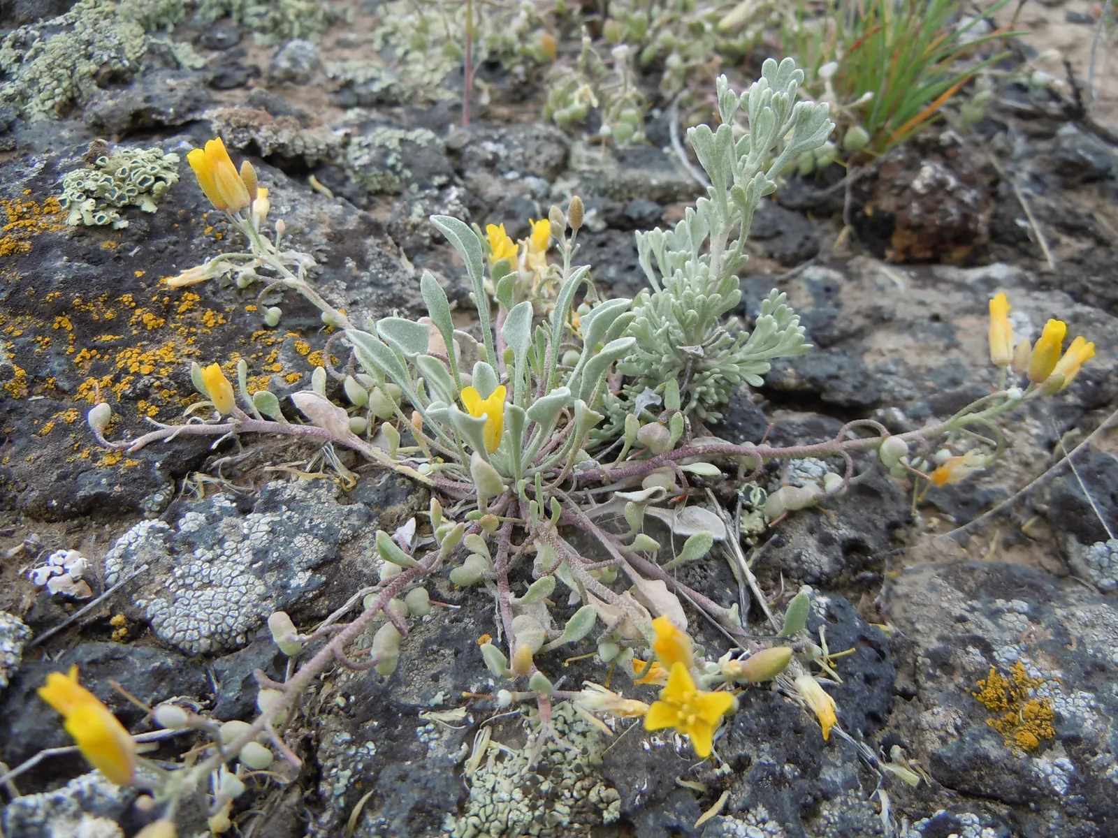 Bladderpod (Peritoma Arborea) — which not only brighten up the landscape but also attract pollinators such as bees and butterflies; shrub for full, image 90