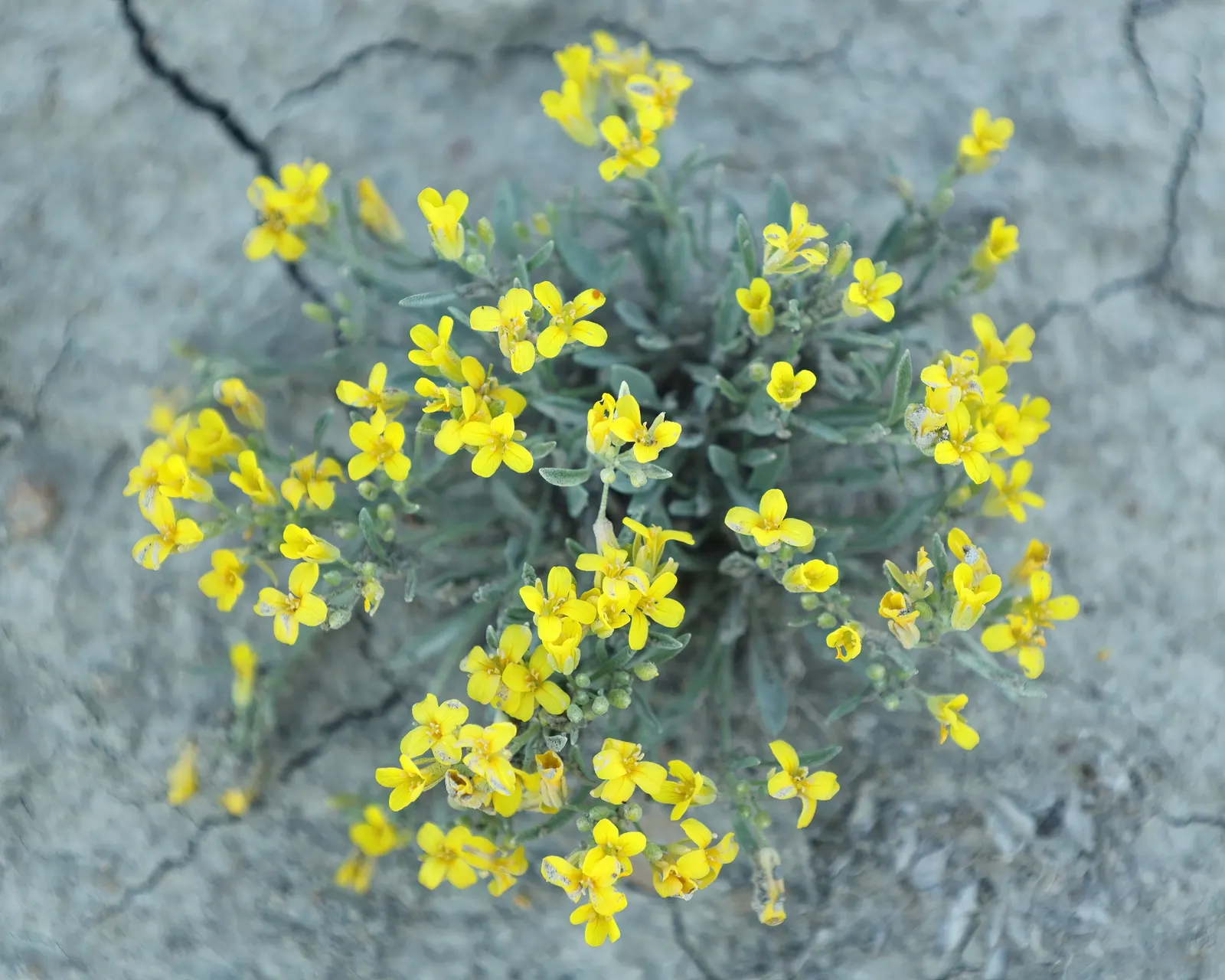 Bladderpod (Peritoma Arborea) — With the ability to survive in poor soil conditions and its minimal maintenance requirements; which not only, image 73