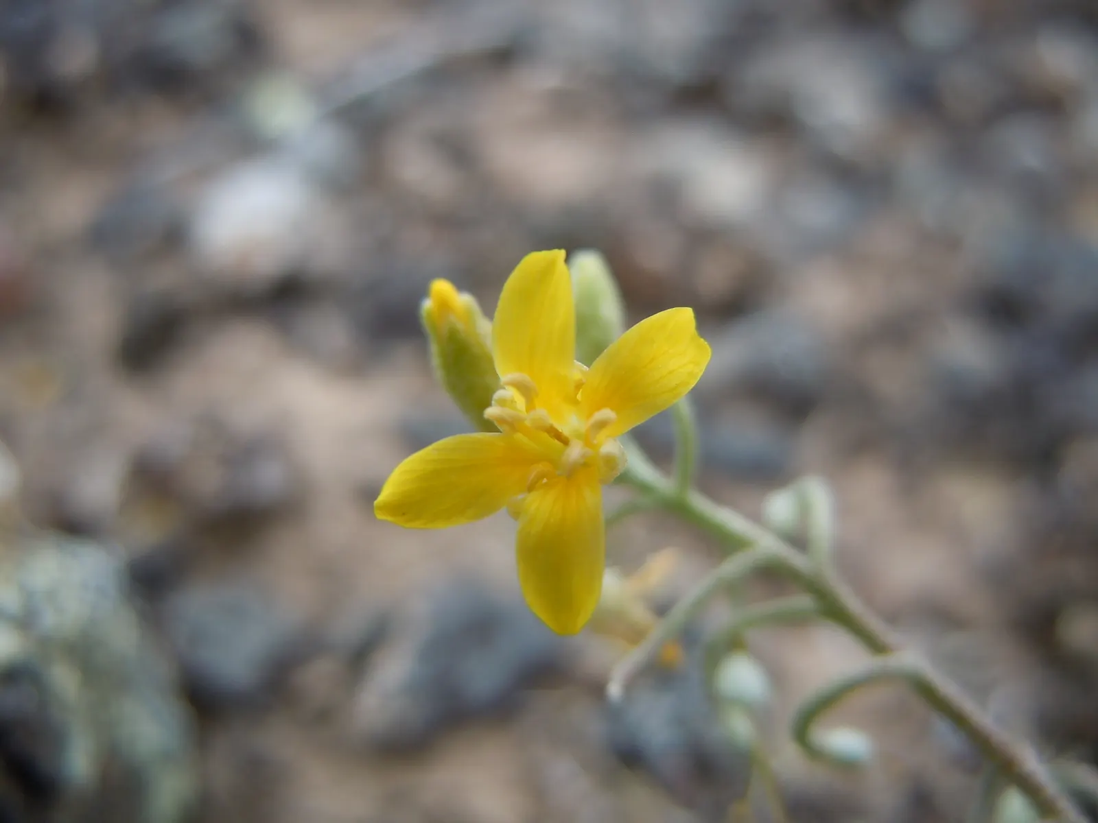 Bladderpod (Peritoma Arborea) — yet attractive four-petaled yellow flowers about an inch across; resembling inflated bladders that dangle amidst, image 70