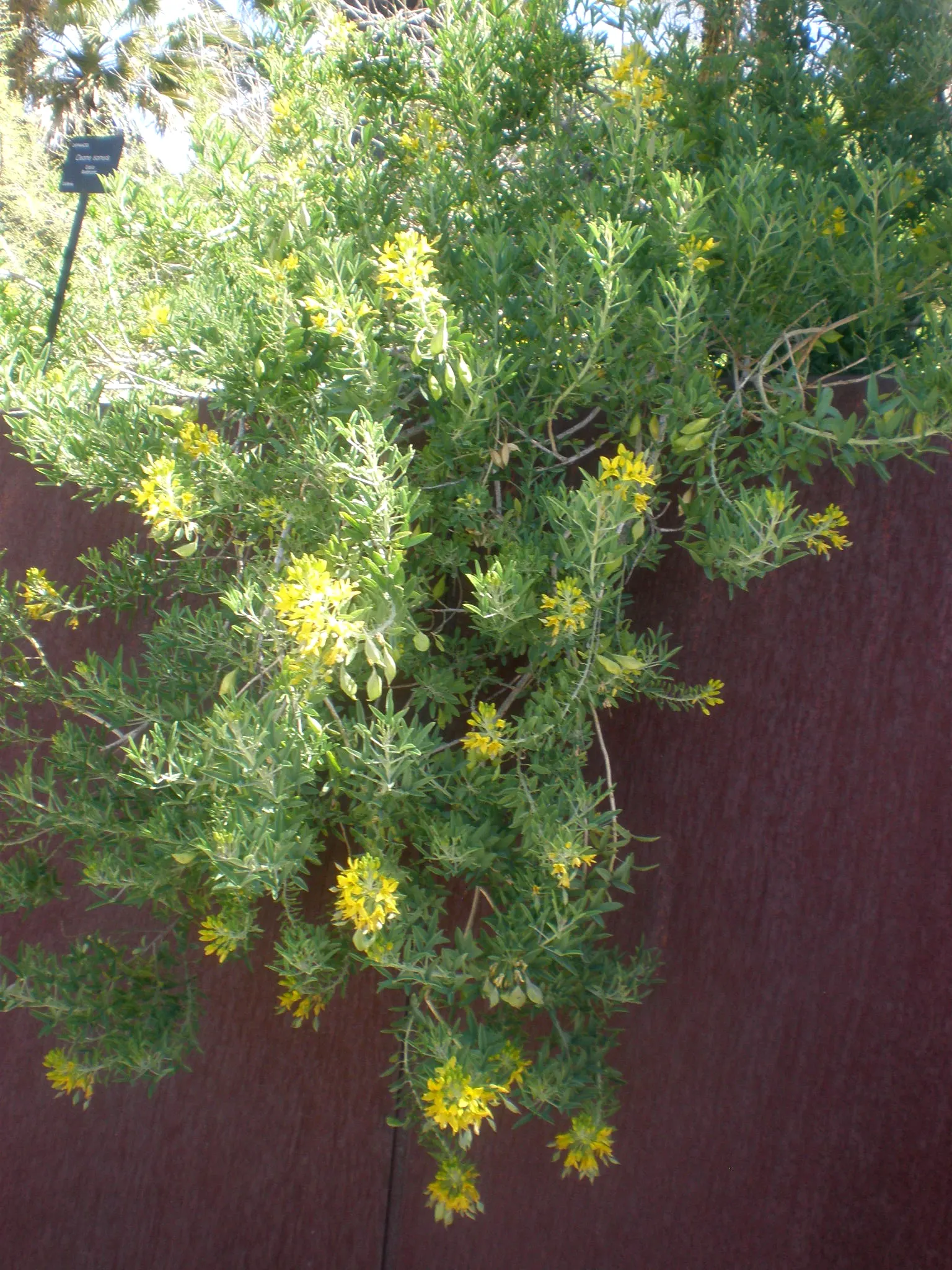 Bladderpod (Peritoma Arborea) — yellow flowers in the garden; it grows up to 6 feet tall and 4 feet wide, flourishing in full sun to part shade, image 112