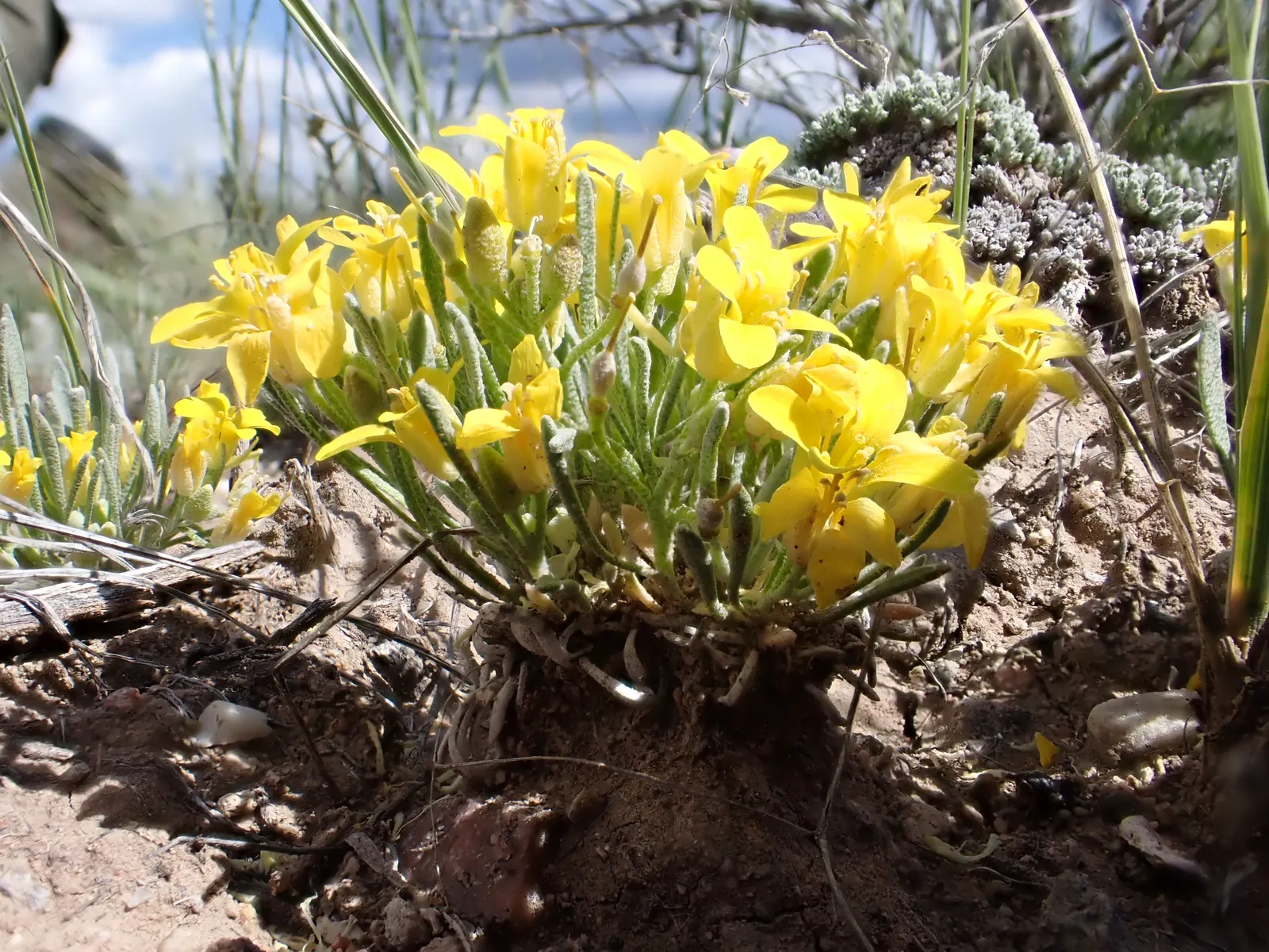 Bladderpod (Peritoma Arborea) — yet attractive four-petaled yellow flowers about an inch across; resembling inflated bladders that dangle amidst, image 108