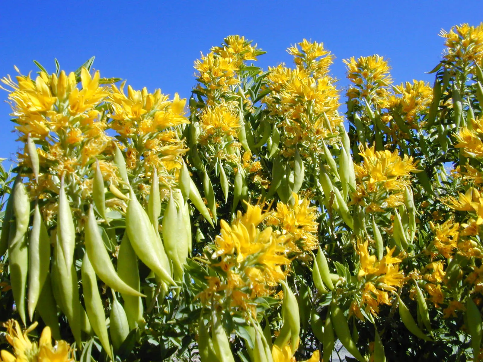 Bladderpod (Peritoma Arborea) — scientifically known as Peritoma arborea; peritoma arborea, commonly known as Bladderpod, is a perennial shrub, image 63