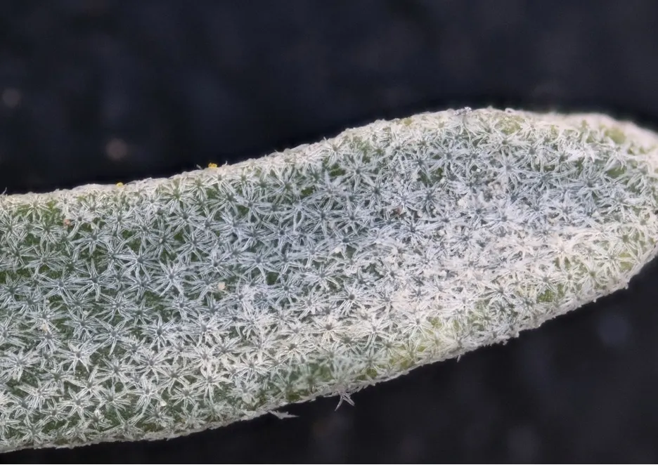 Bladderpod (Peritoma Arborea) — It grows up to 6 feet tall and 4 feet wide, flourishing in full sun to part shade; the plant's signature feature is, image 78