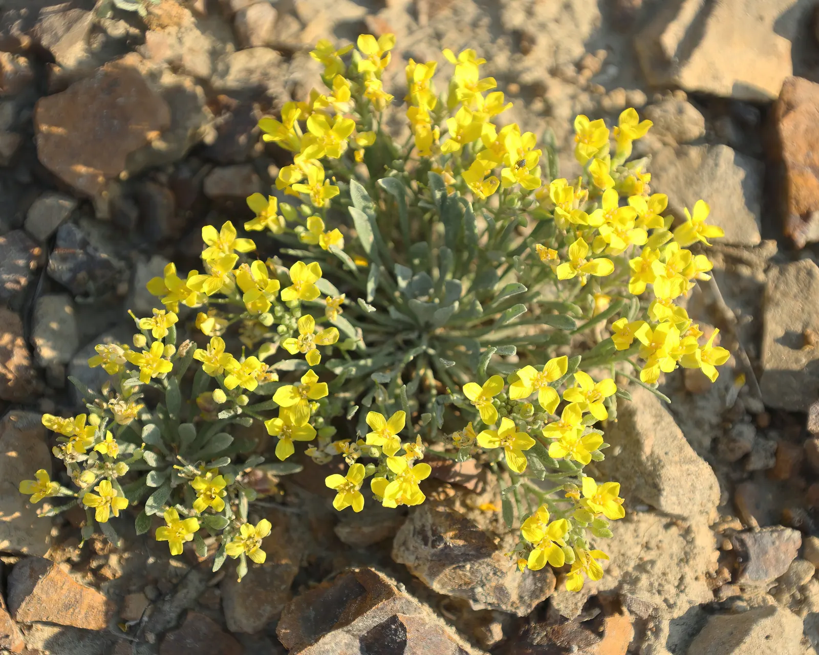 Bladderpod (Peritoma Arborea) — resembling inflated bladders that dangle amidst the foliage; deer resistance adds to its landscape appeal, image 69