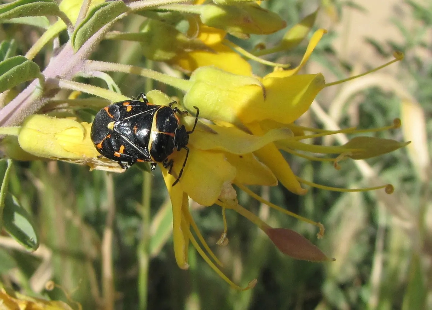 Bladderpod (Peritoma Arborea) — cloaked in bluish-green foliage; known for its yellow spring flowers and distinctive inflated seed pods, it, image 66