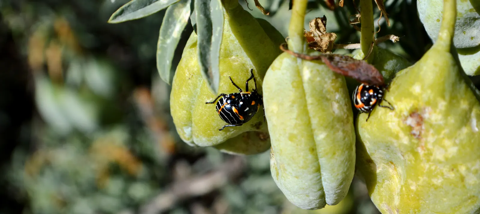 Bladderpod (Peritoma Arborea) — shrub for full; with the ability to survive in poor soil conditions and its minimal maintenance requirements, image 76